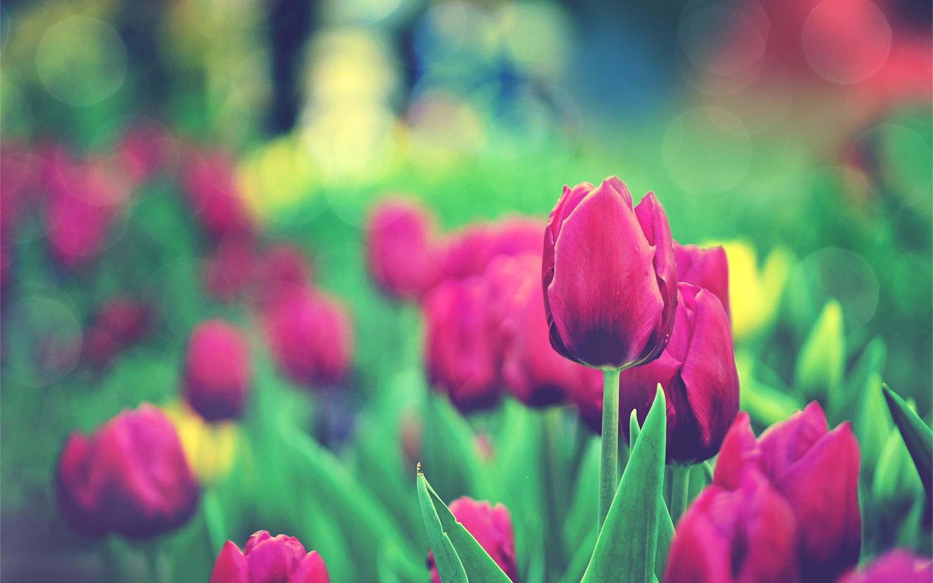 Fondo de pantalla de tulipán 1920x1200