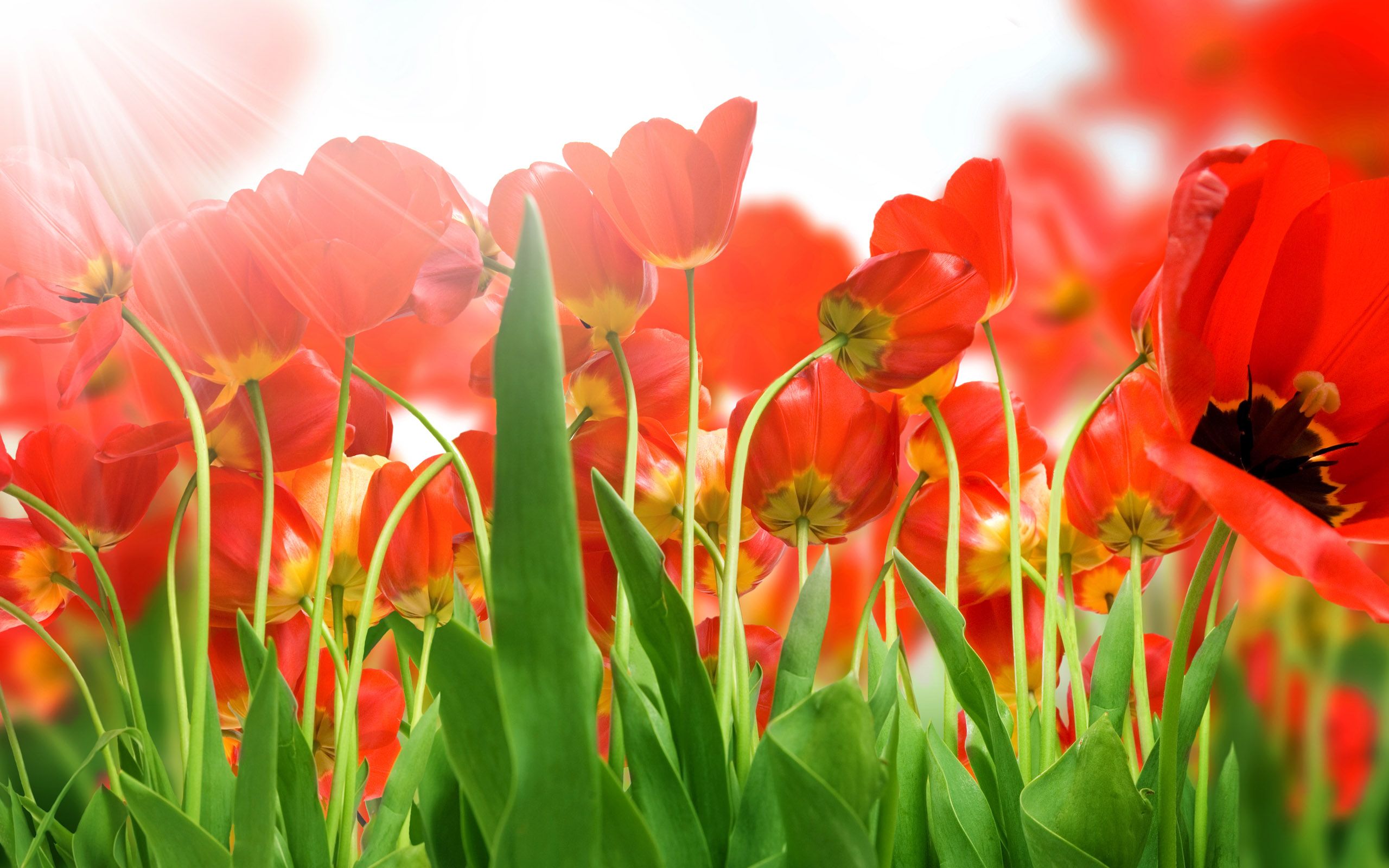 Fondo de pantalla de tulipán 2560x1600
