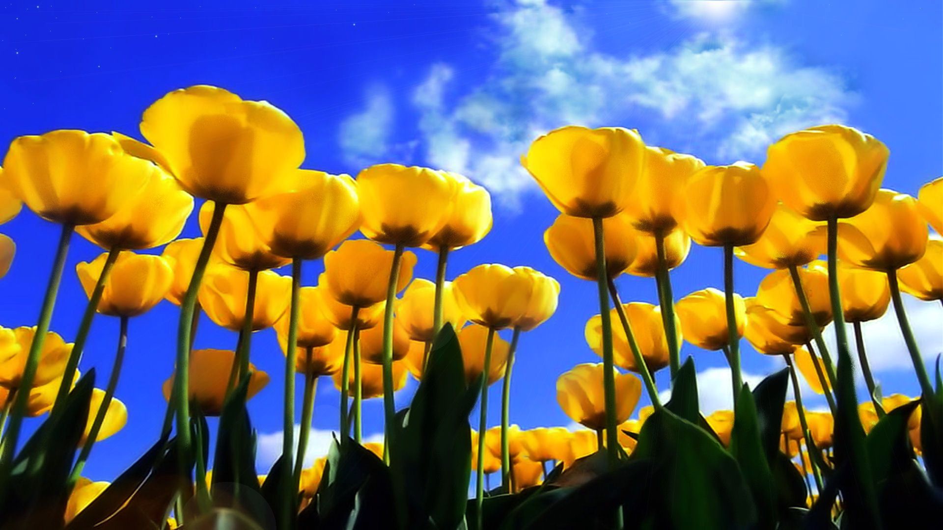 Fondo de pantalla de tulipán 1920x1080