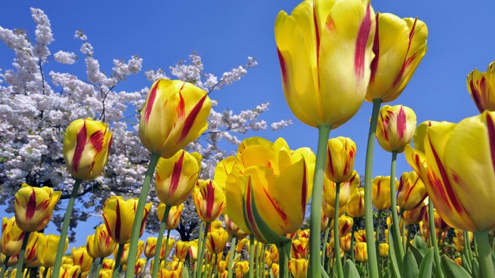 Fondo de pantalla de tulipán 1600x900