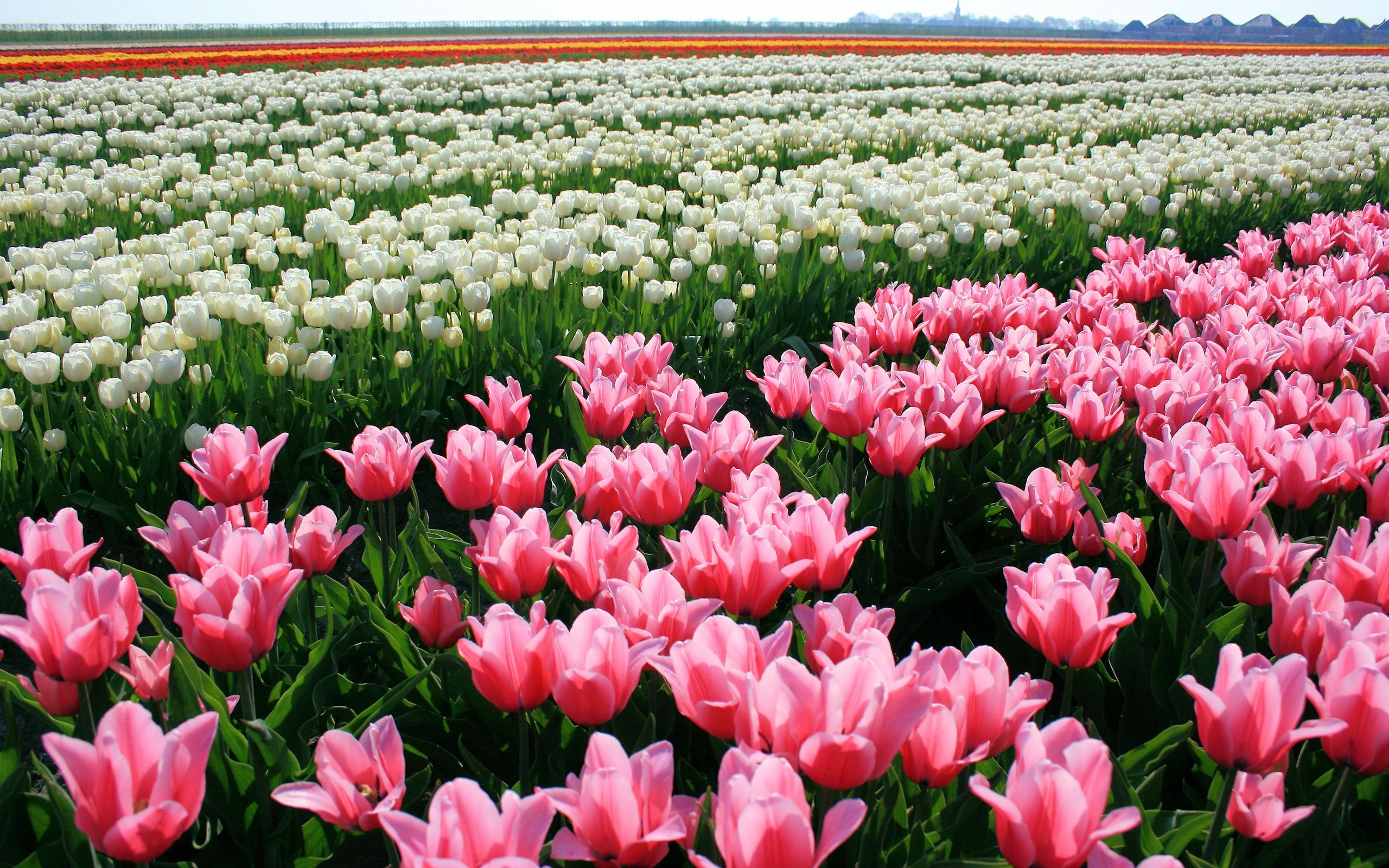 Fondo de pantalla de tulipán 2560x1600