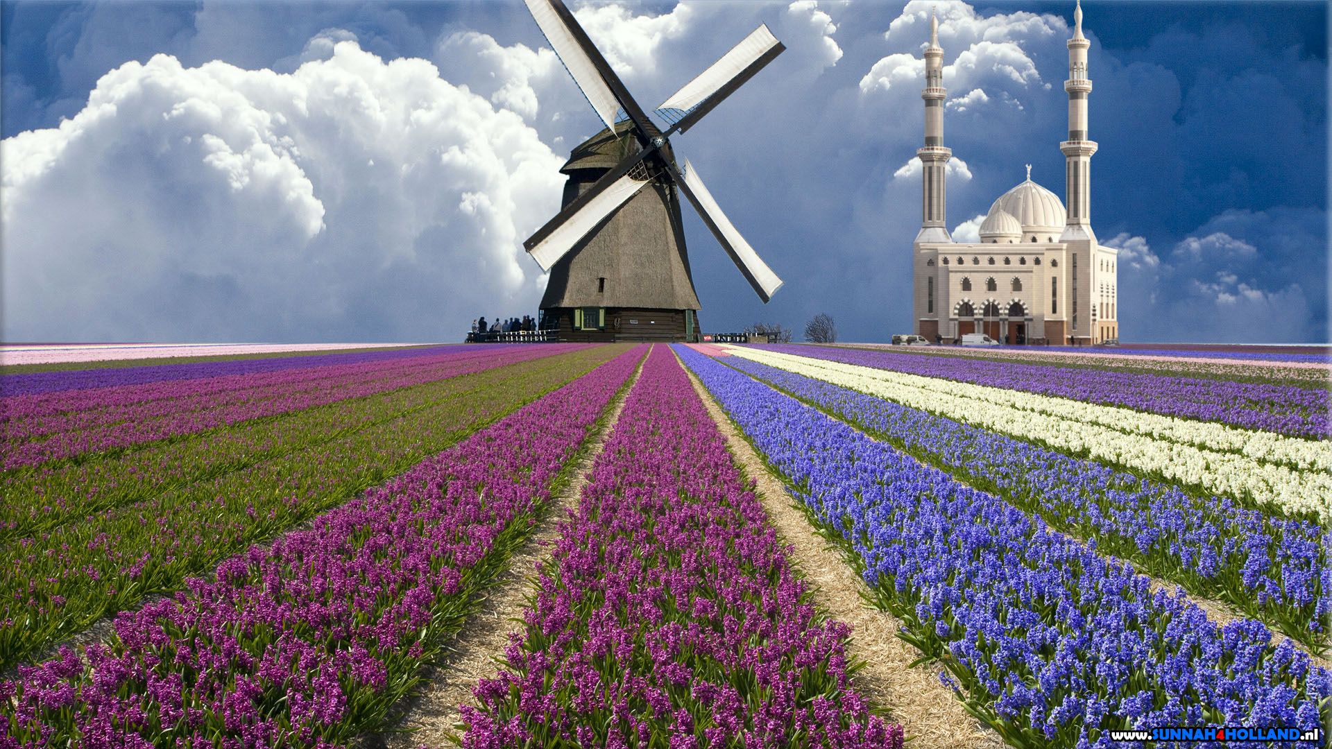 Fondo de pantalla de tulipán 1920x1080