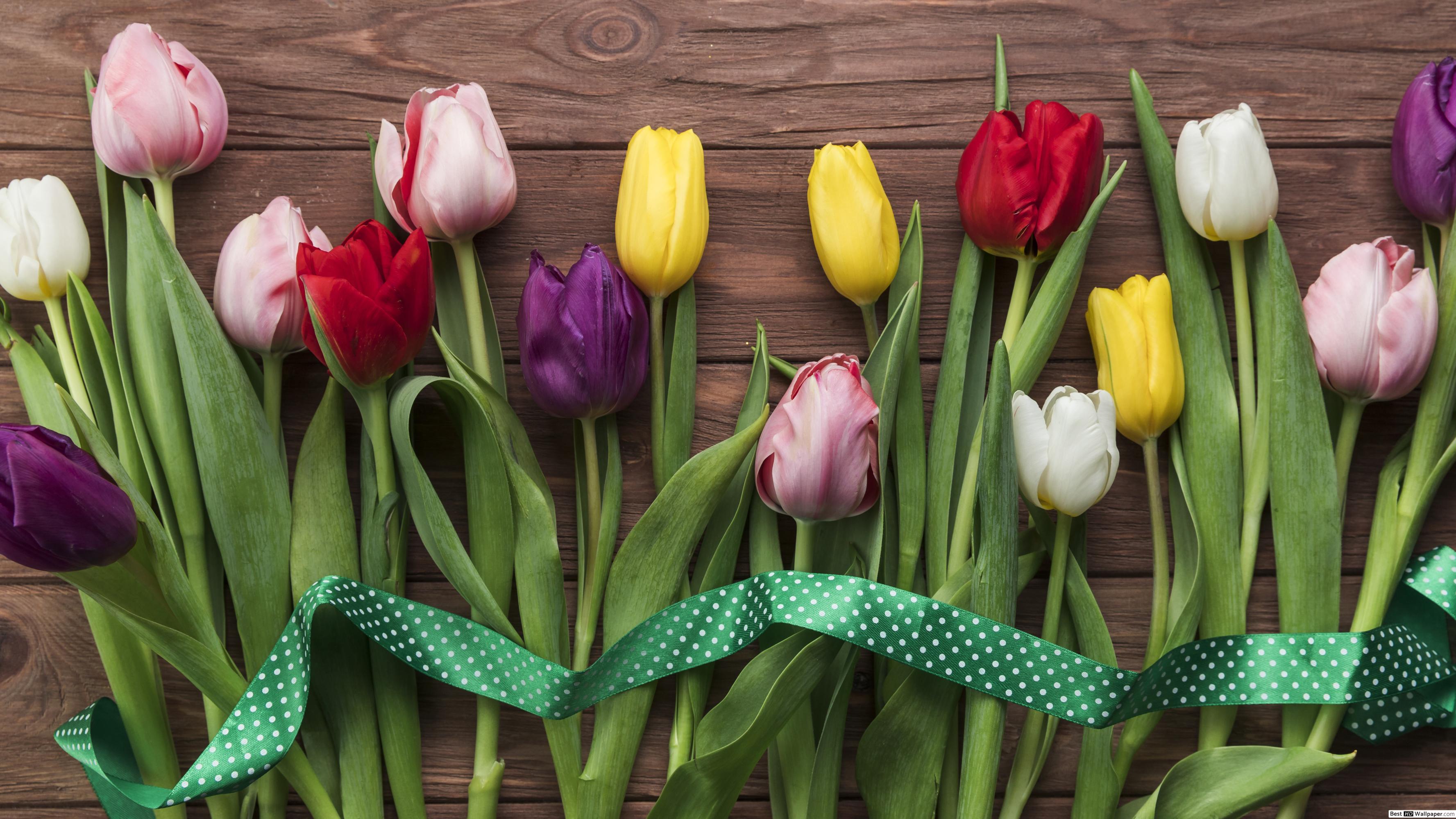 Fondo de pantalla de tulipán 3554x1999