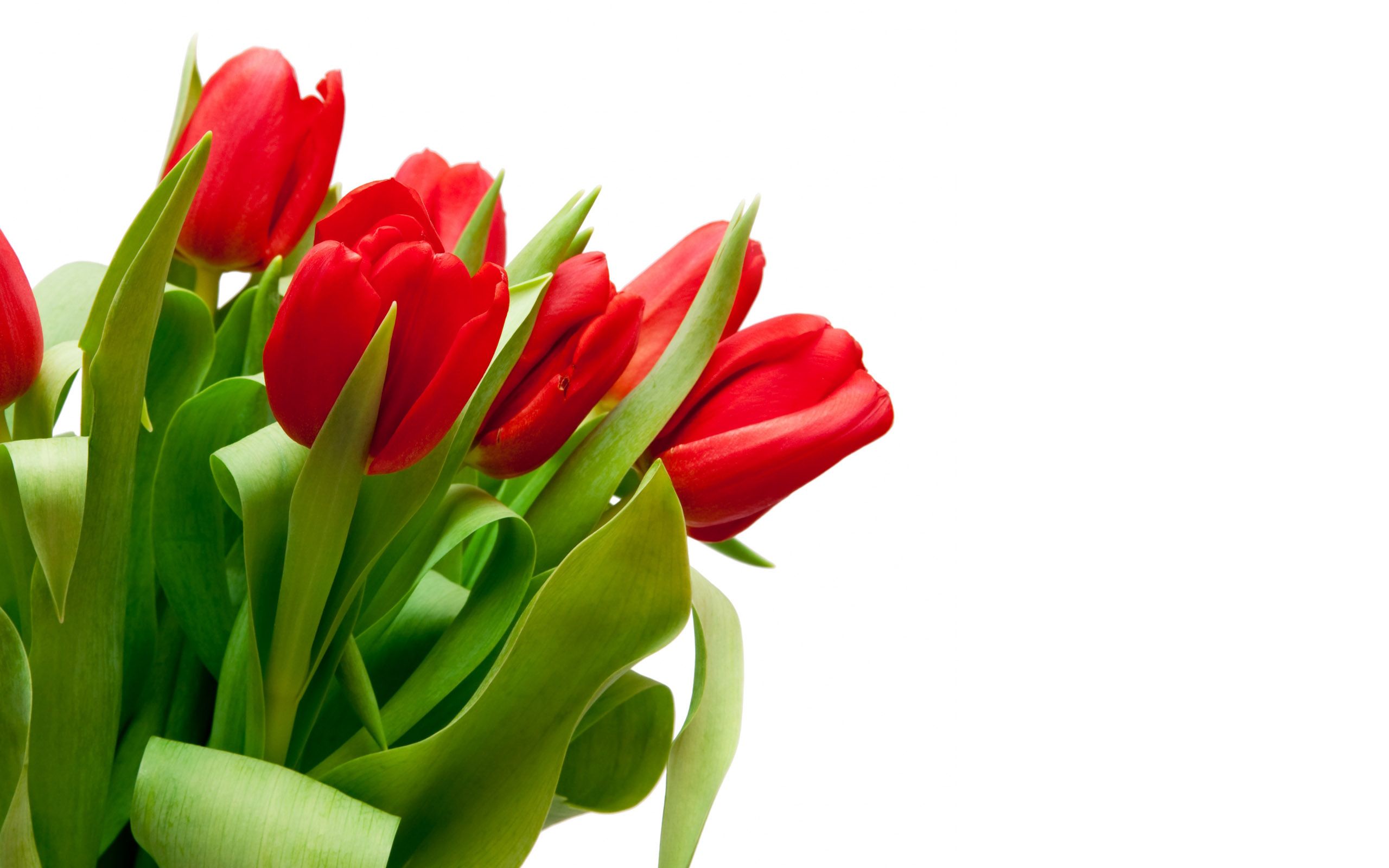 Fondo de pantalla de tulipán 2560x1600