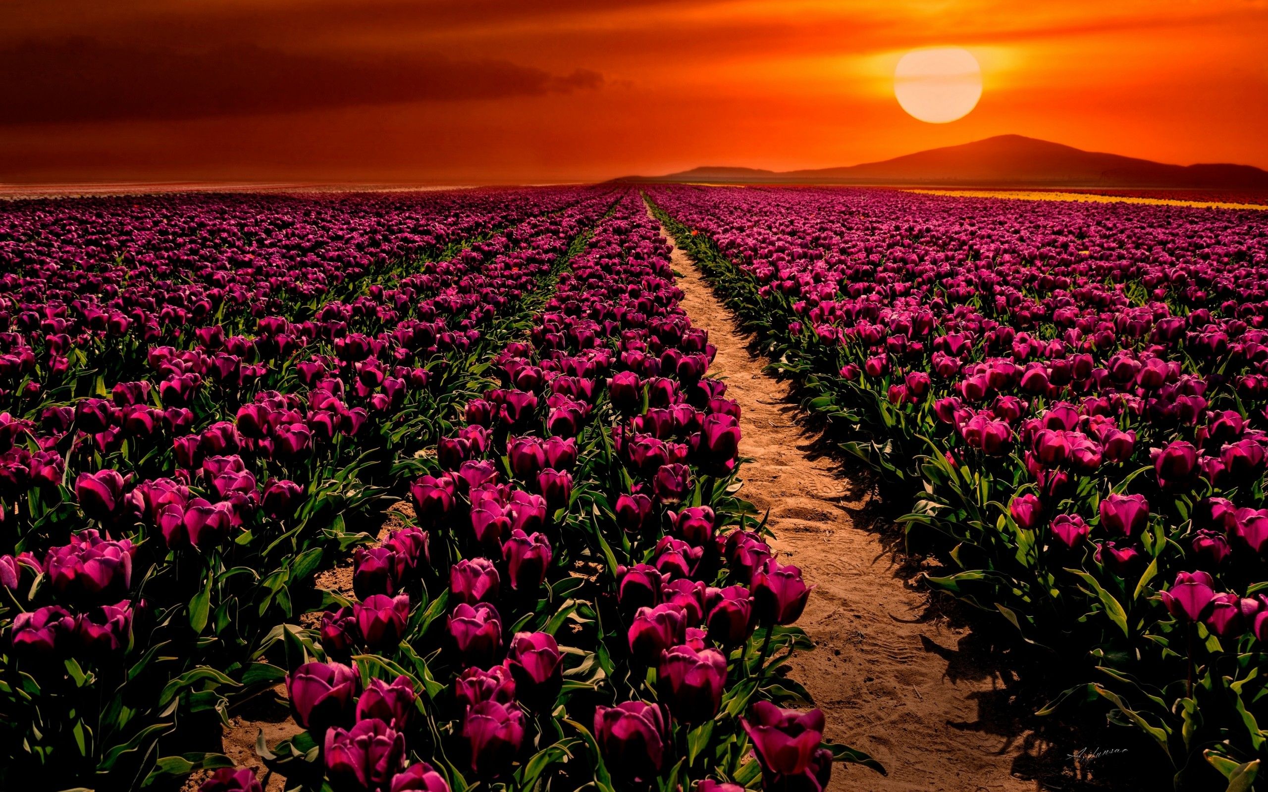 Fondo de pantalla de tulipán 2560x1600