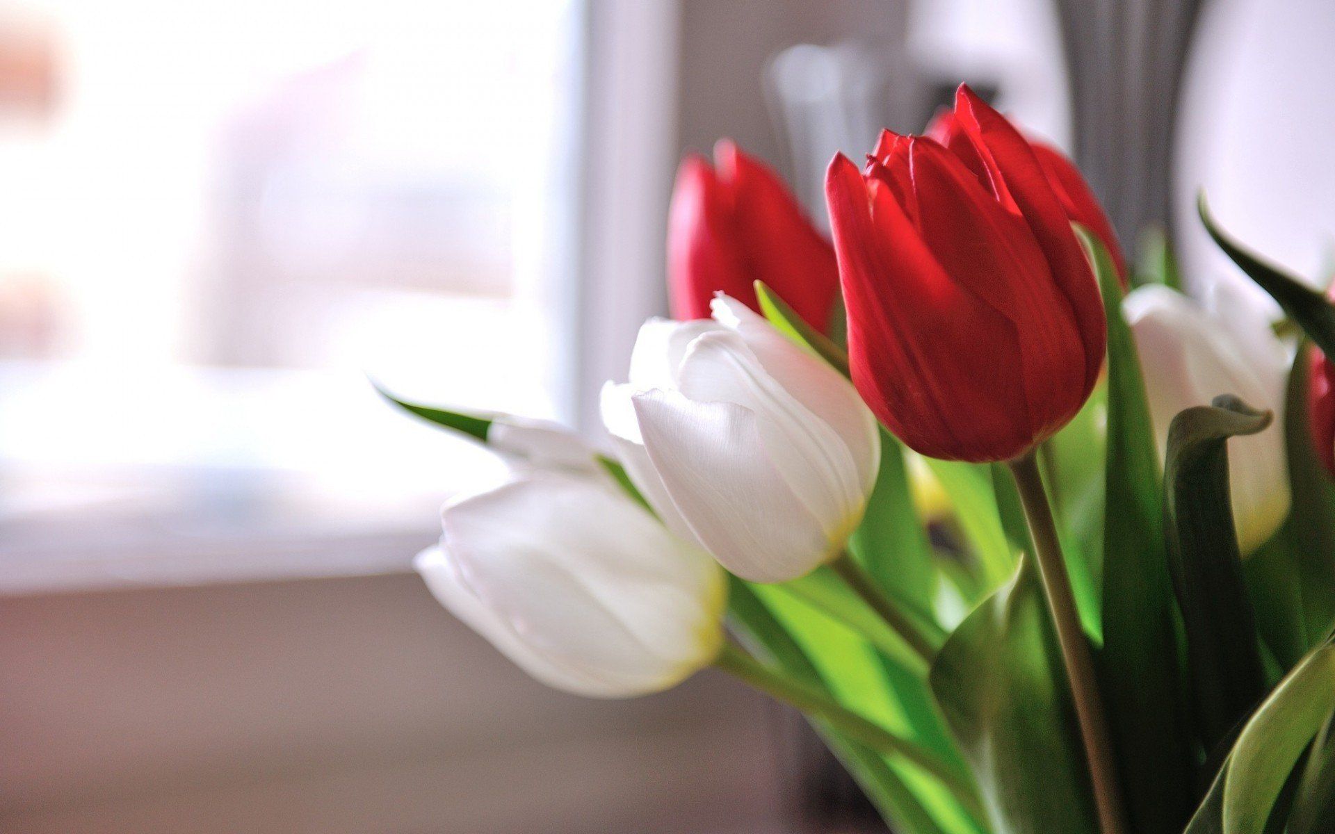 Fondo de pantalla de tulipán 1920x1200