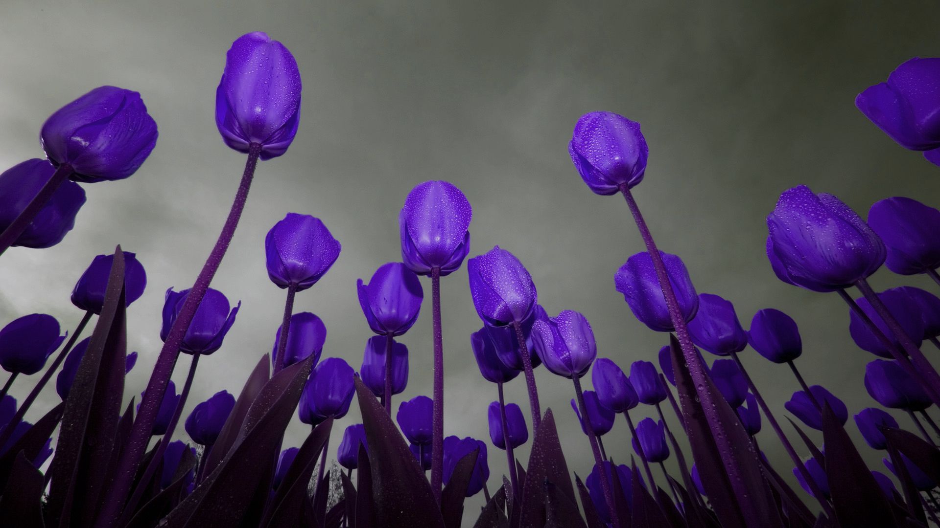 Fondo de pantalla de tulipán 1920x1080