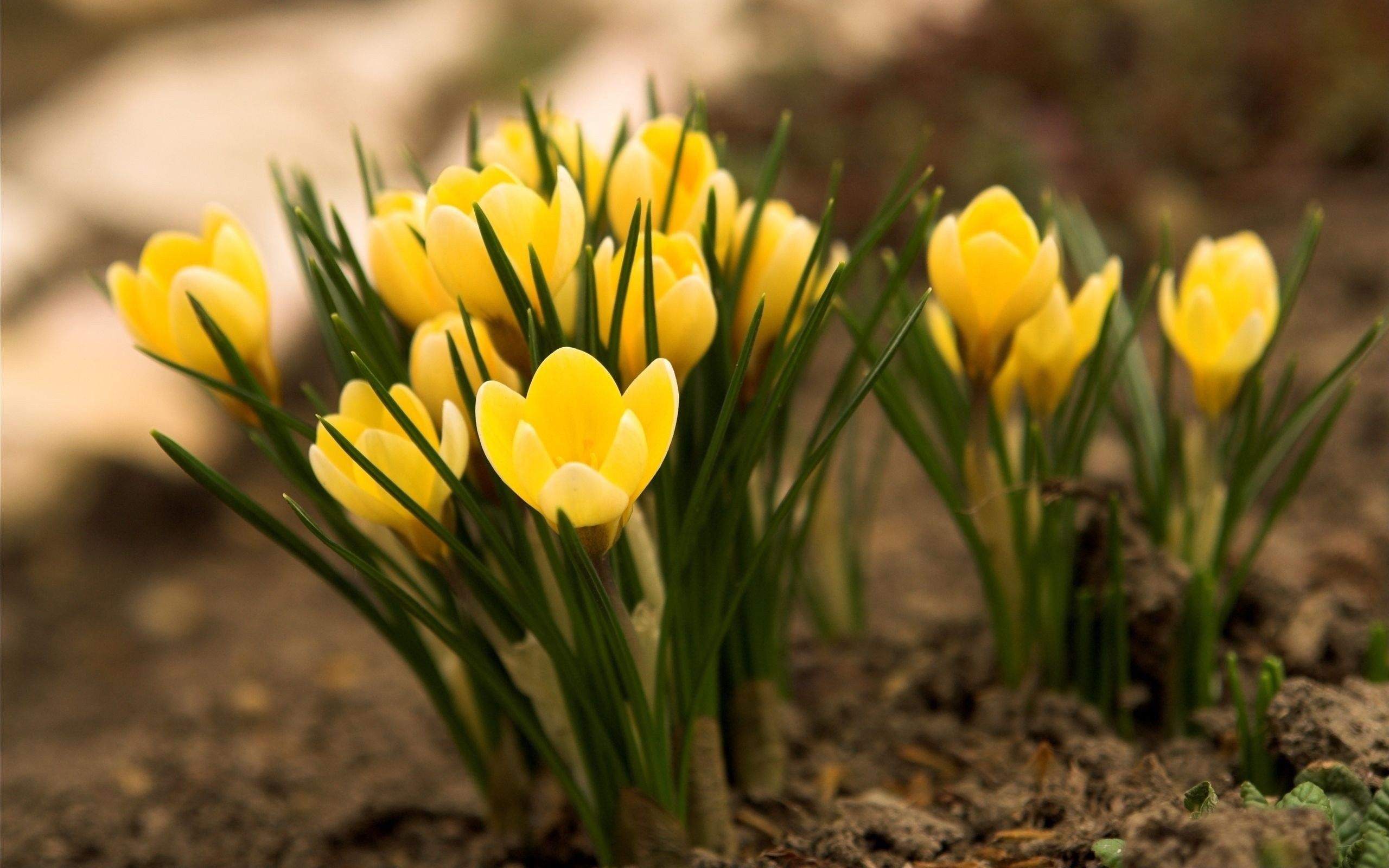 Fondo de pantalla de tulipán 2560x1600