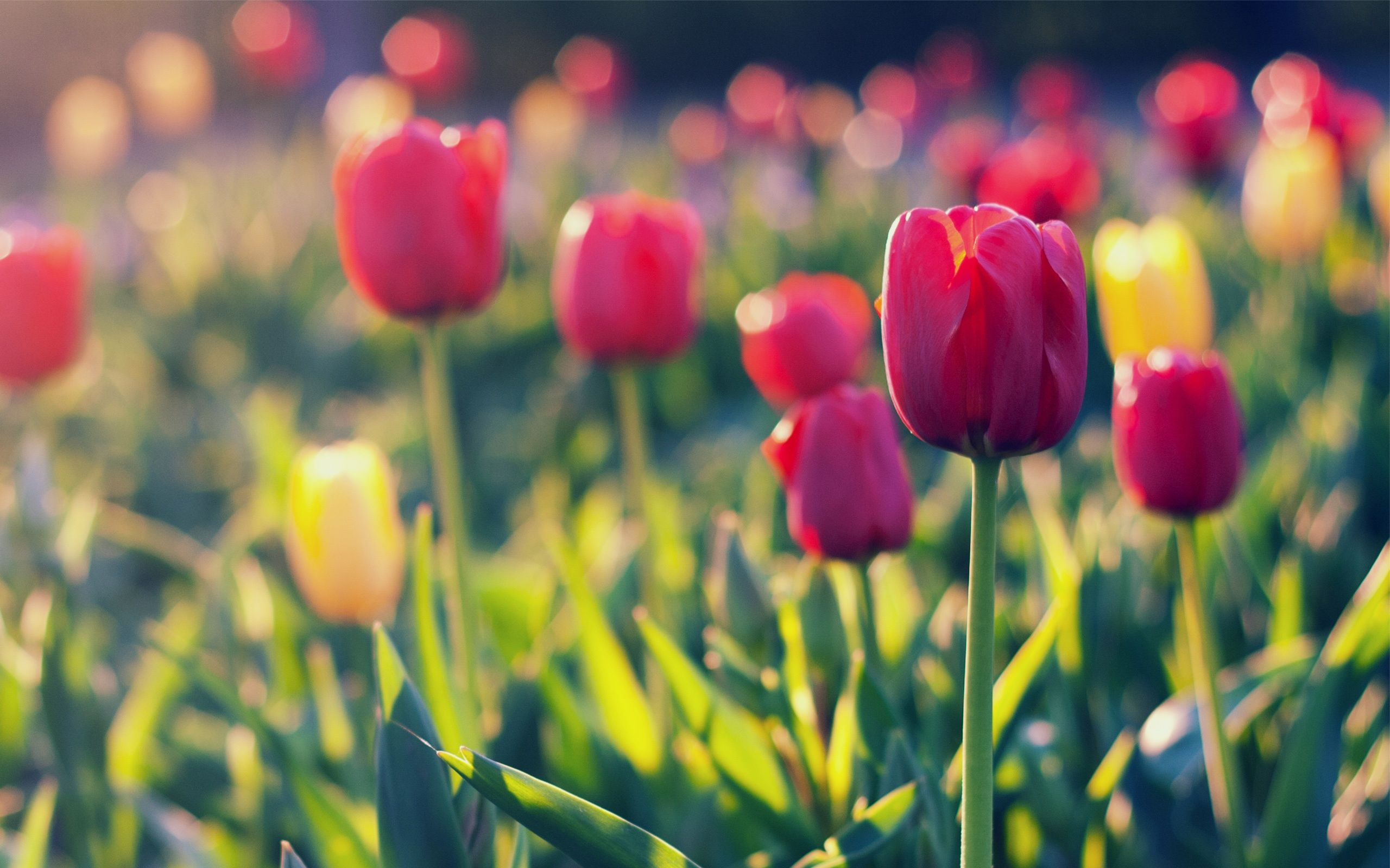 Fondo de pantalla de tulipán 2560x1600