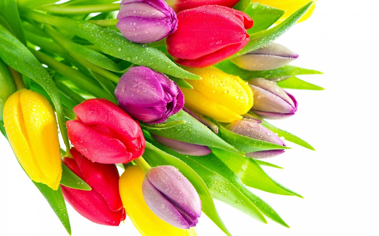 Fondo de pantalla de tulipán 1600x1000
