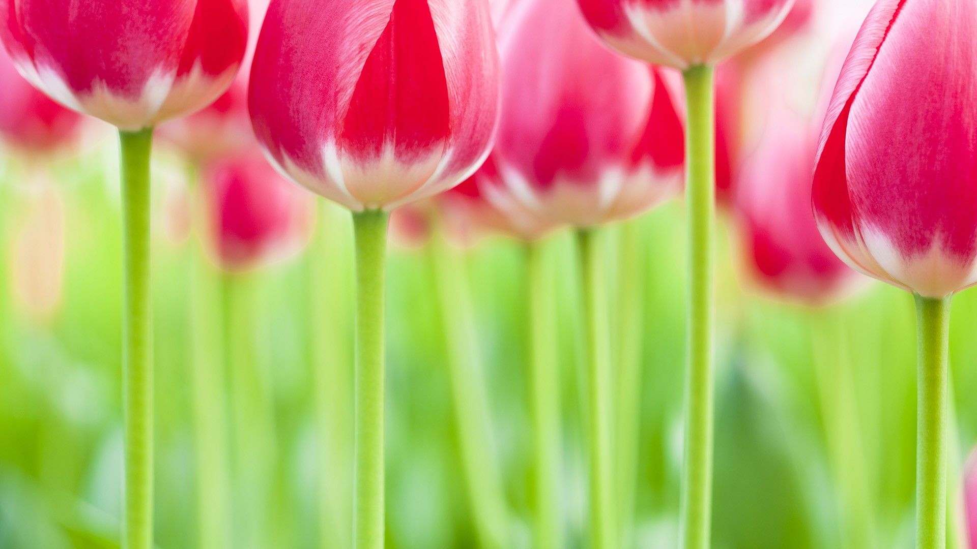 Fondo de pantalla de tulipán 1920x1080