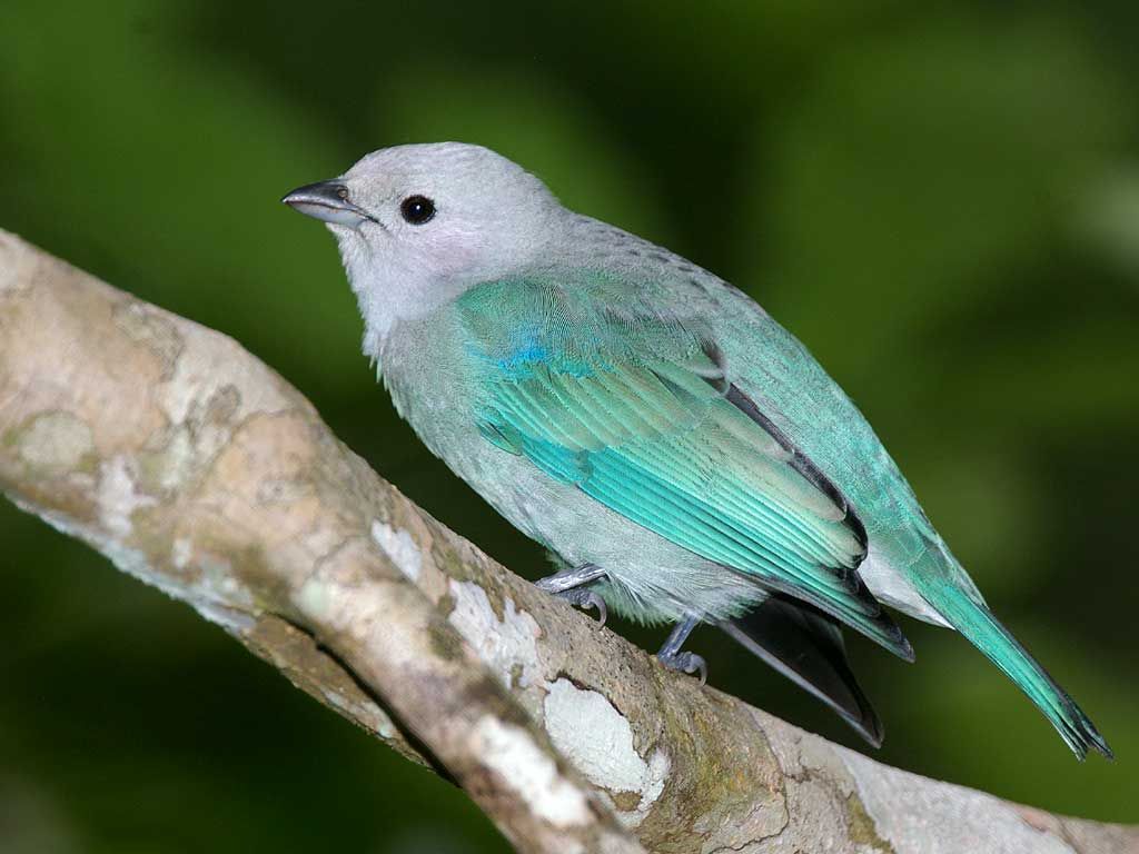 Canary Bird Wallpaper - Descargar gratis Birds HD Wallpapers en