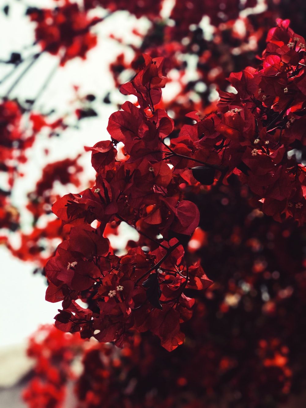Fondo de pantalla de Flor Roja 1000x1333