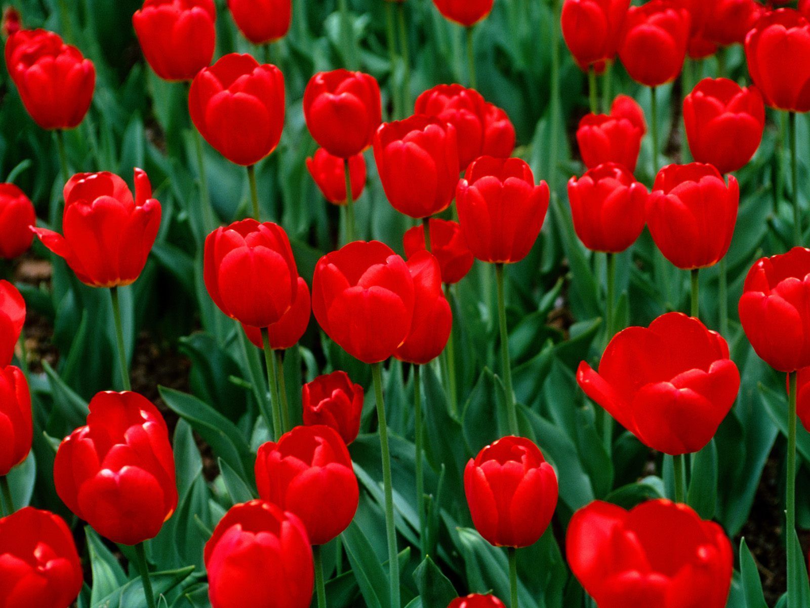 Fondo de pantalla de Flor Roja 1600x1200