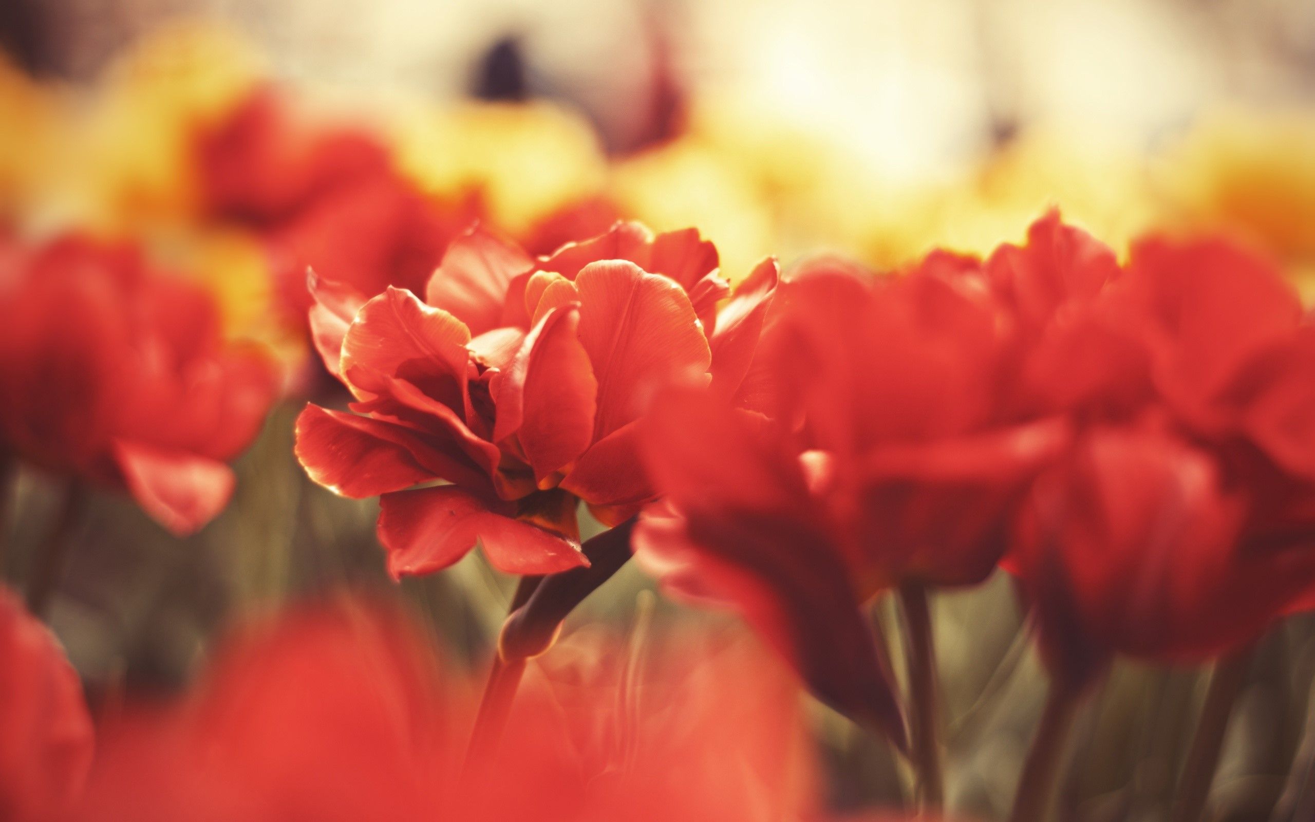 Fondo de pantalla de Flor Roja 2560x1600