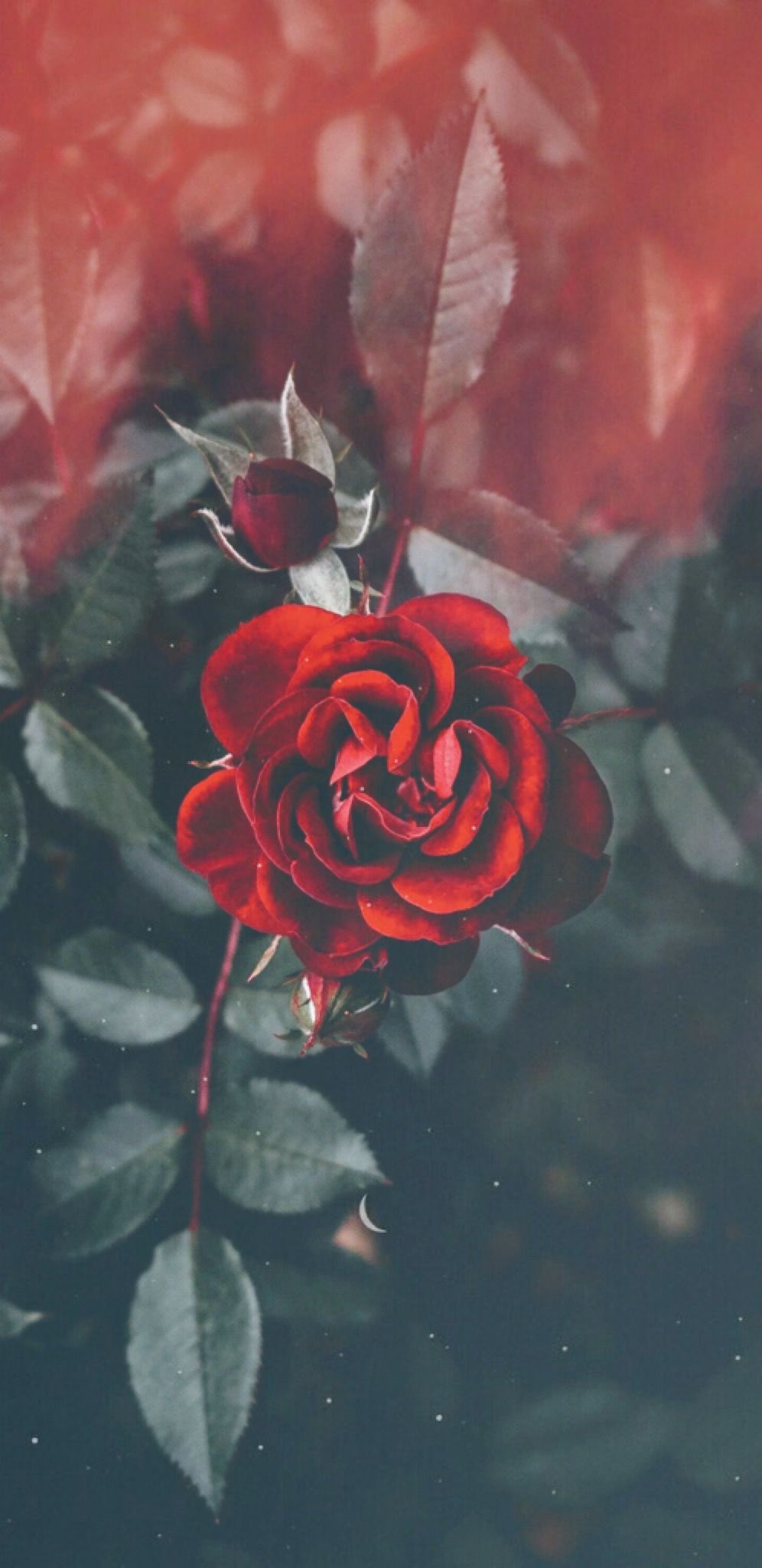 Fondo de pantalla de Flor Roja 996x2048