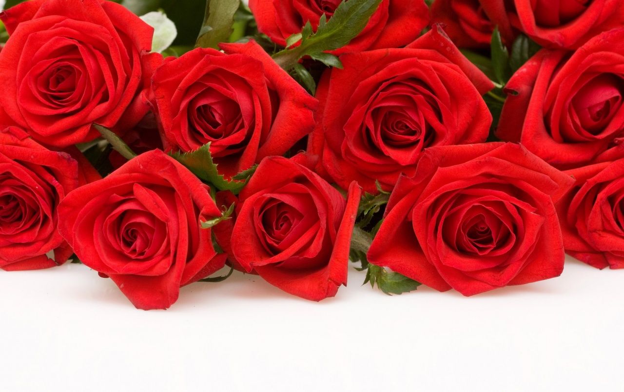Fondo de pantalla de Flor Roja 1280x804