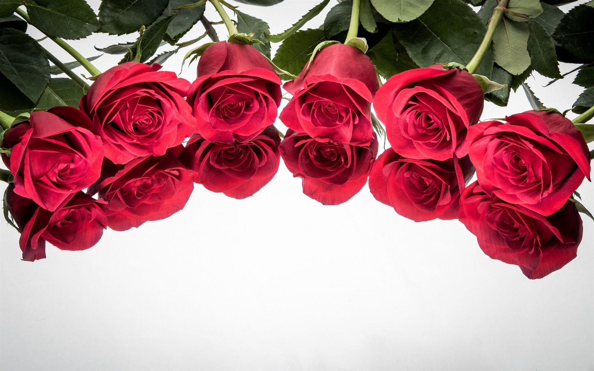 Fondo de pantalla de Flor Roja 1920x1200