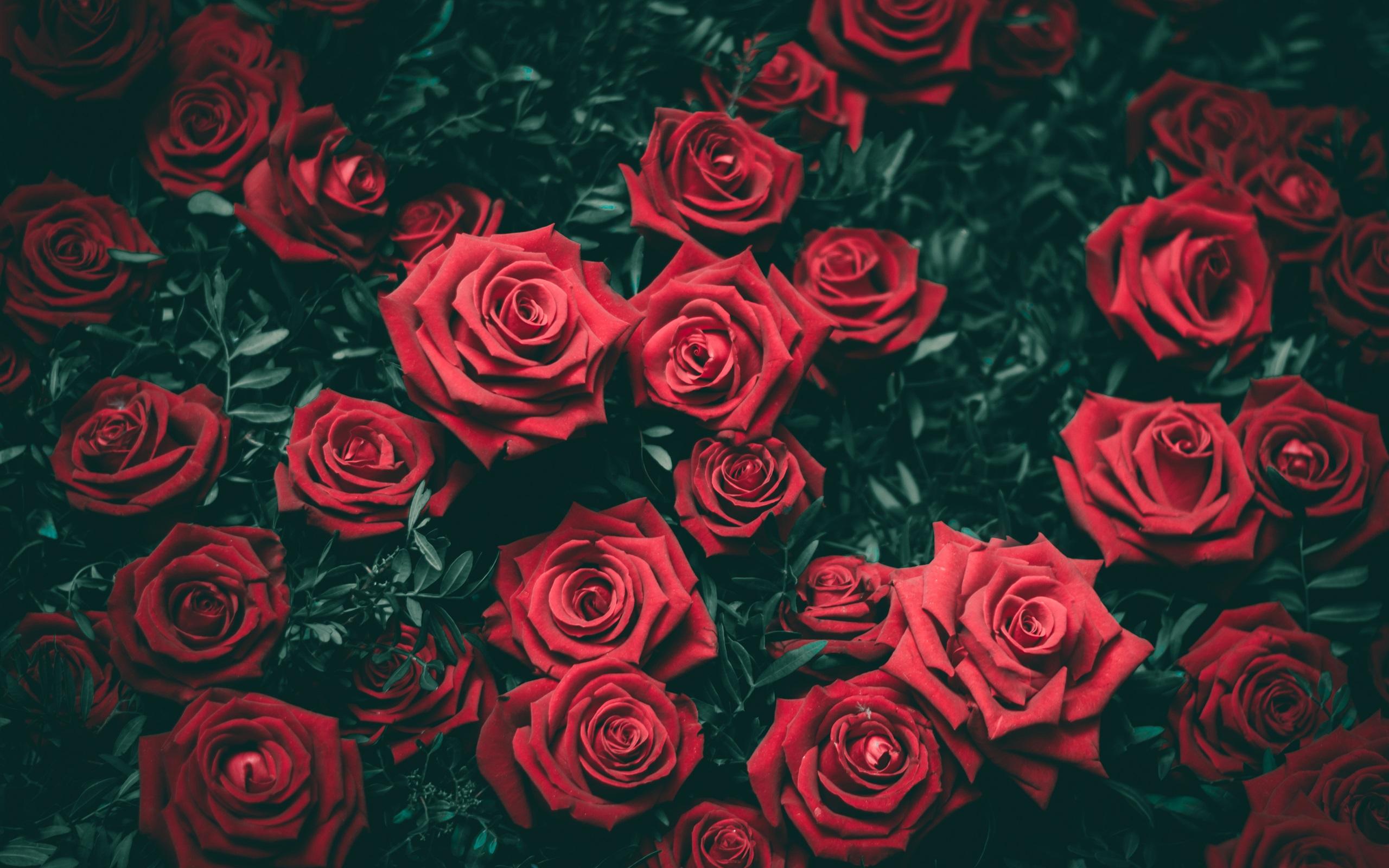 Fondo de pantalla de Flor Roja 2560x1600