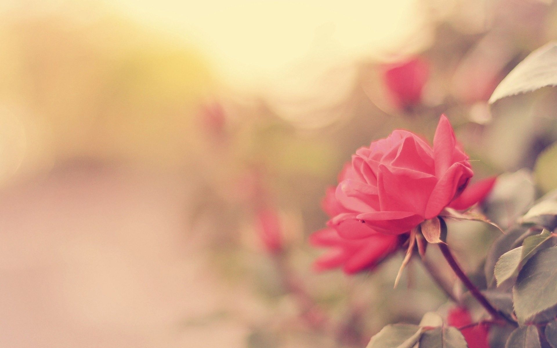 Fondo de pantalla de Flor Roja 1920x1200