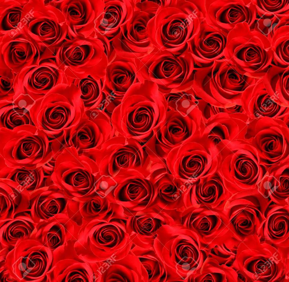 Fondo de pantalla de Flor Roja 960x939