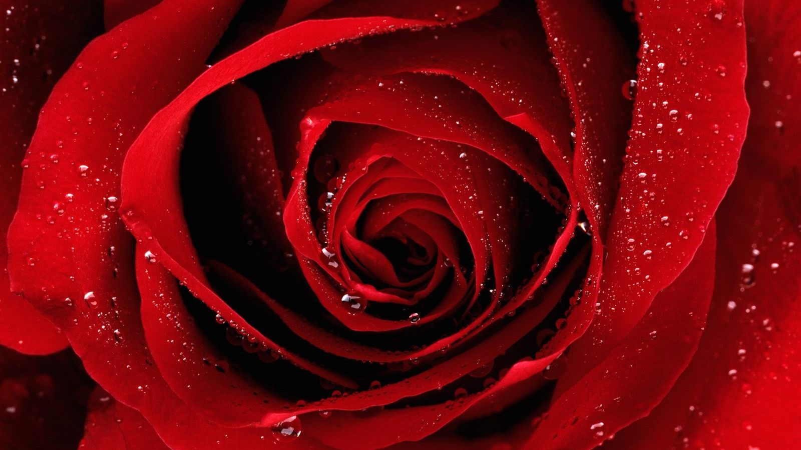 Fondo de pantalla de Flor Roja 1600x900