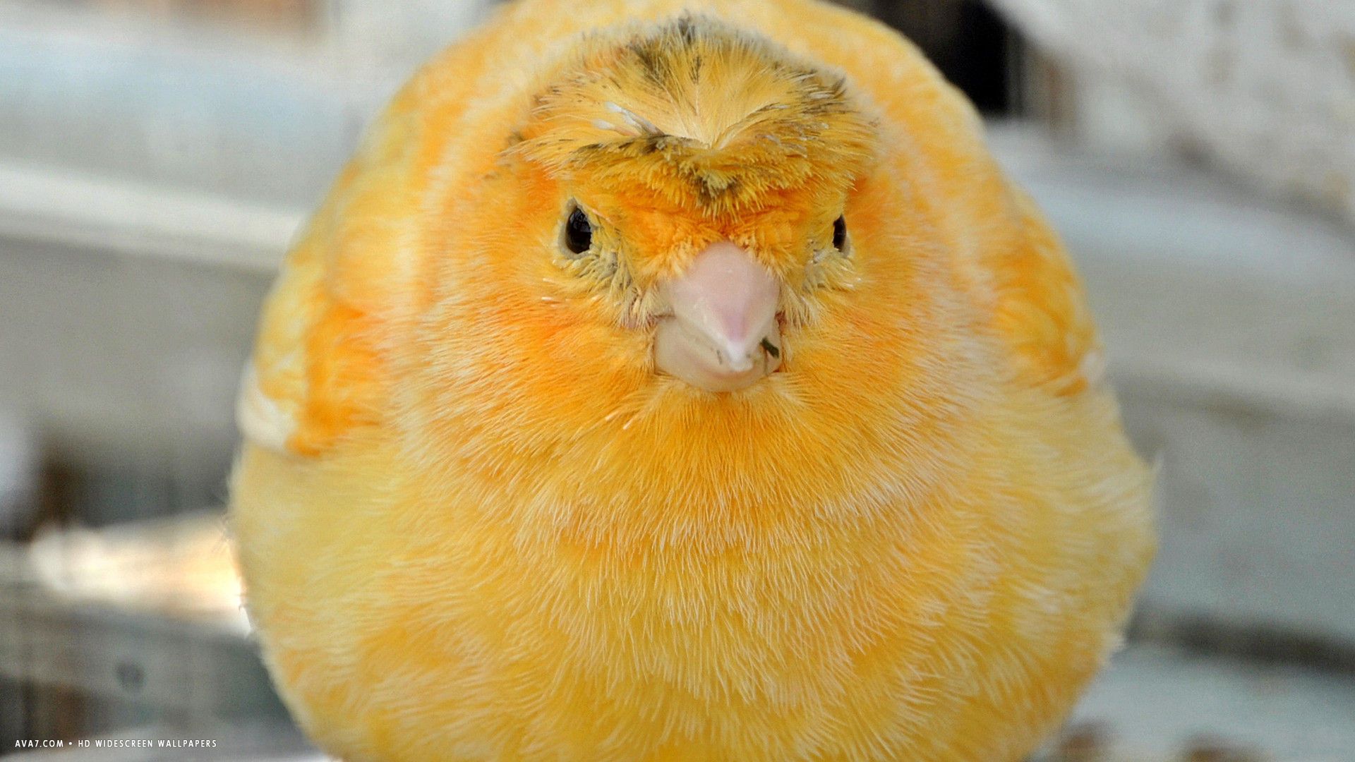 canary golster fancy bird fondos de pantalla panorámicos hd / fondos de pájaros