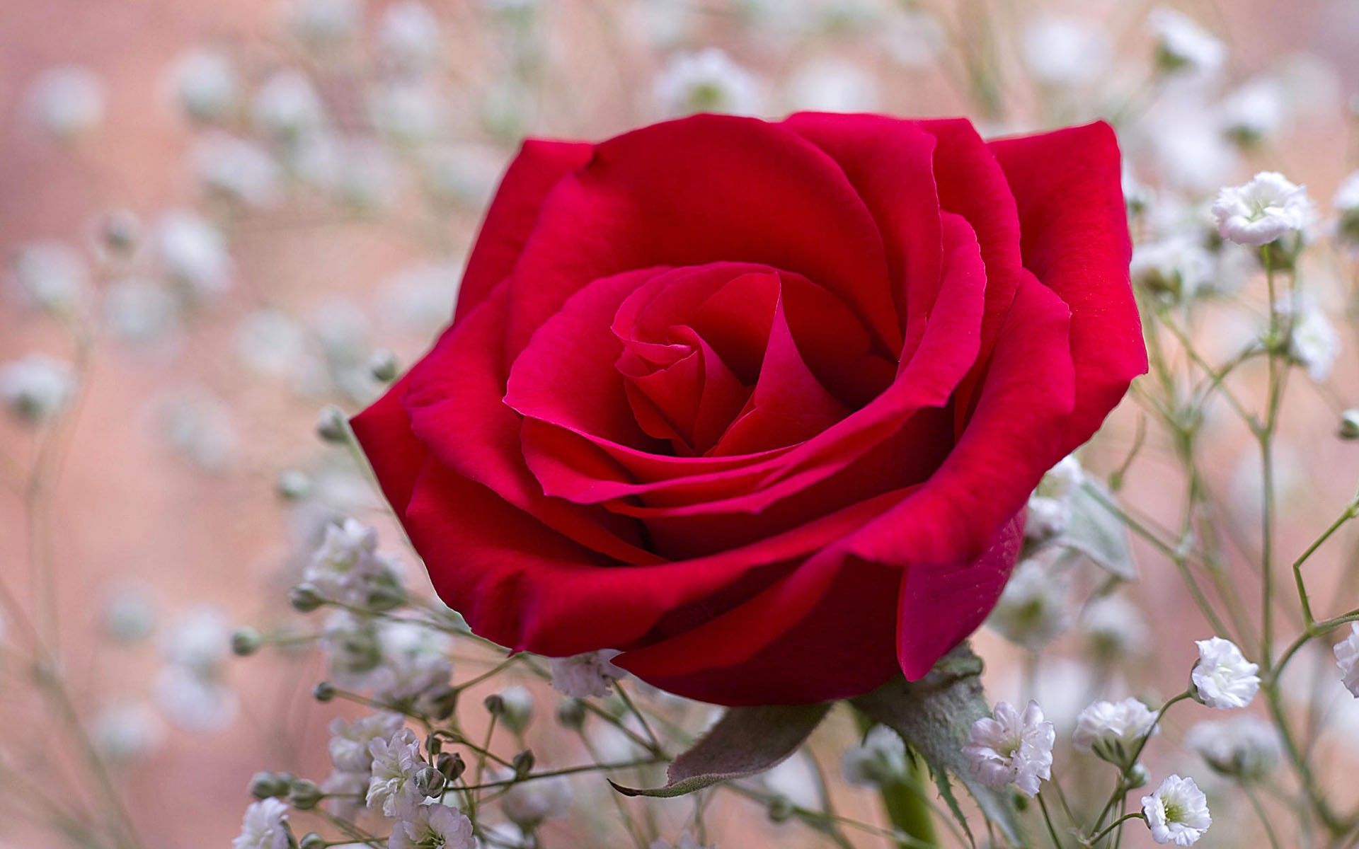 Fondo de pantalla de Flor Roja 1920x1200