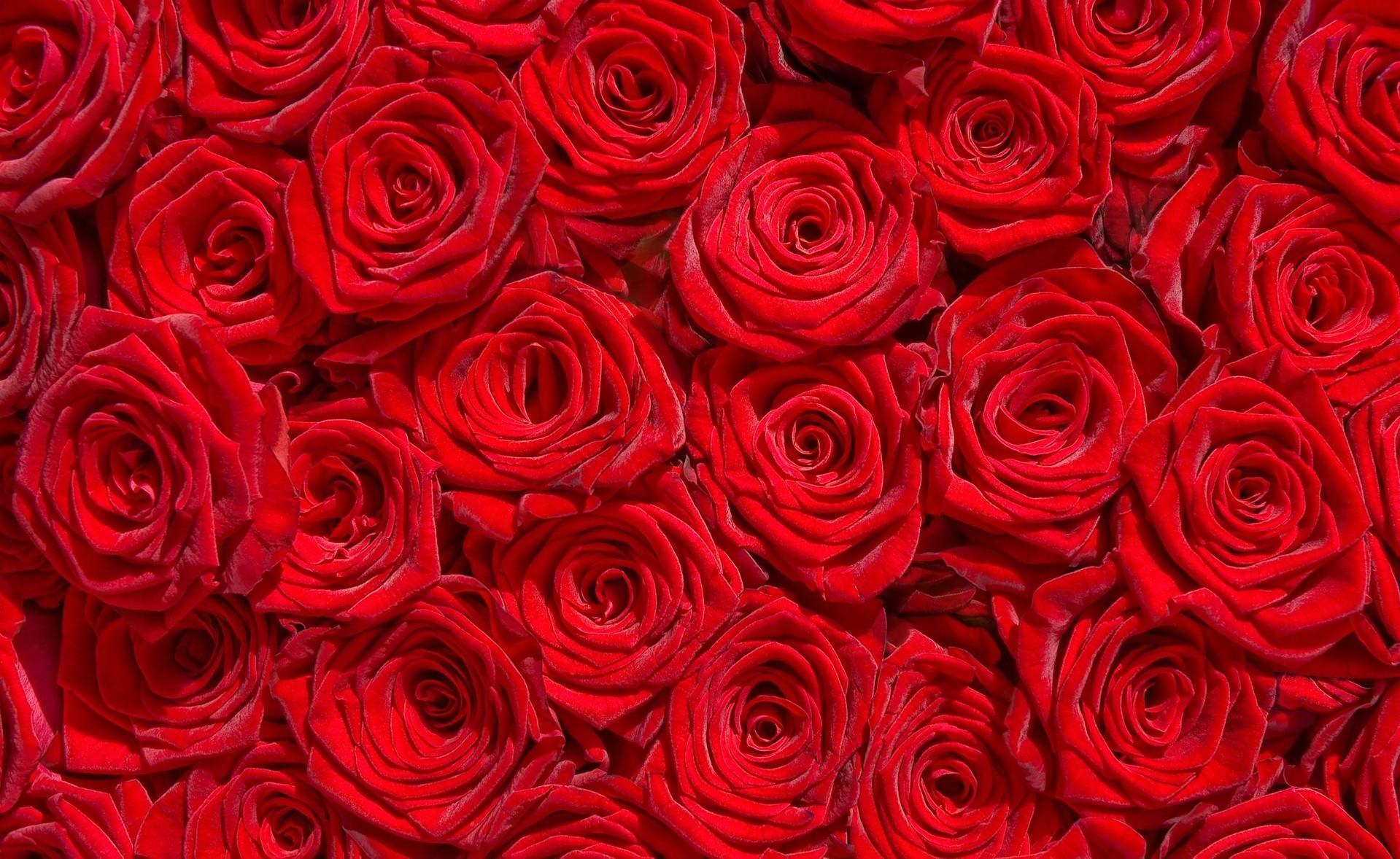 Fondo de pantalla de Flor Roja 1919x1178