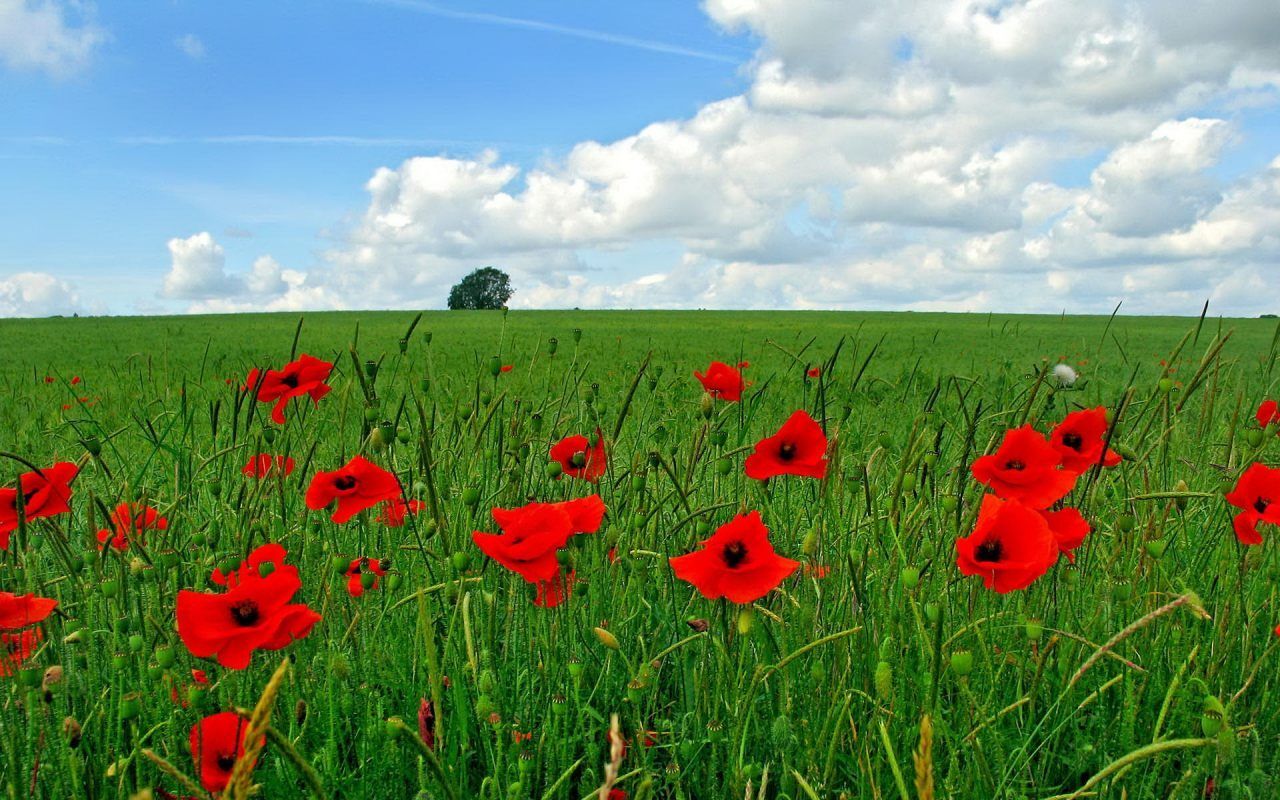Fondo de pantalla de Flor Roja 1280x800