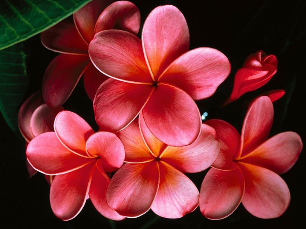 Fondo de pantalla de Flor Roja 1024x768