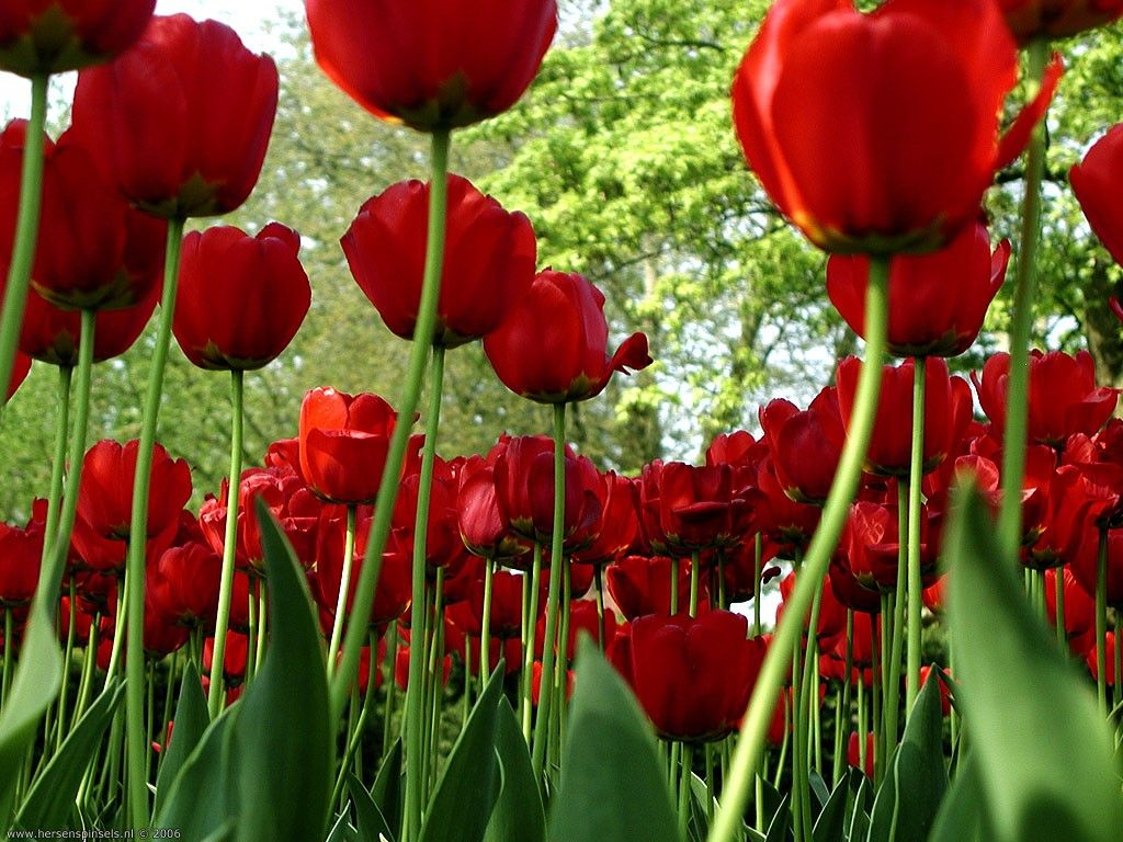 Fondo de pantalla de Flor Roja 1024x768
