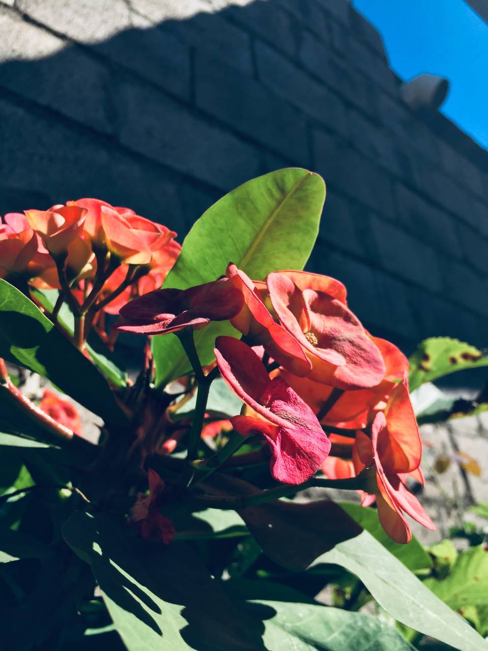 Fondo de pantalla de Flor Roja 960x1280