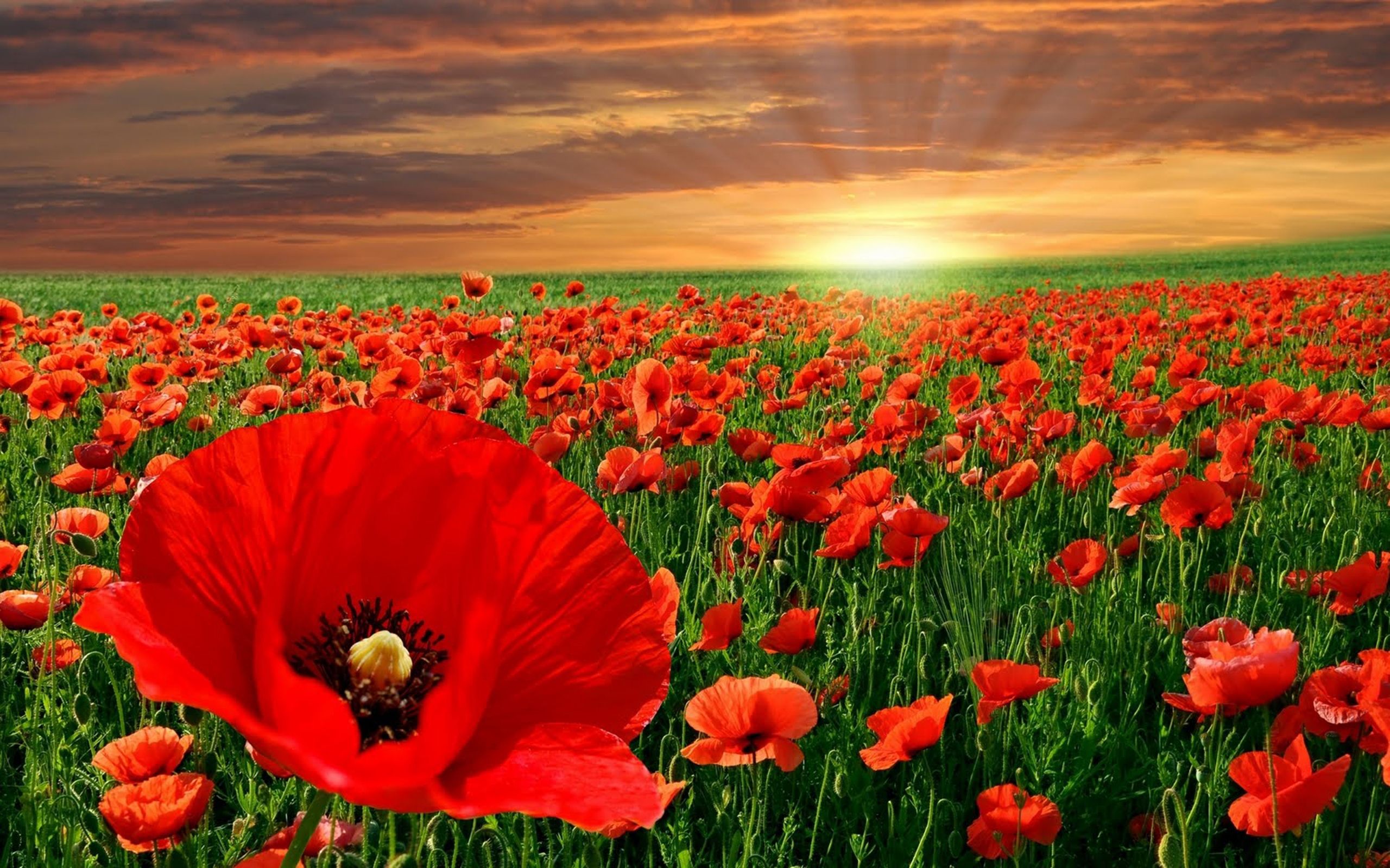 Fondo de pantalla de Flor Roja 2560x1600