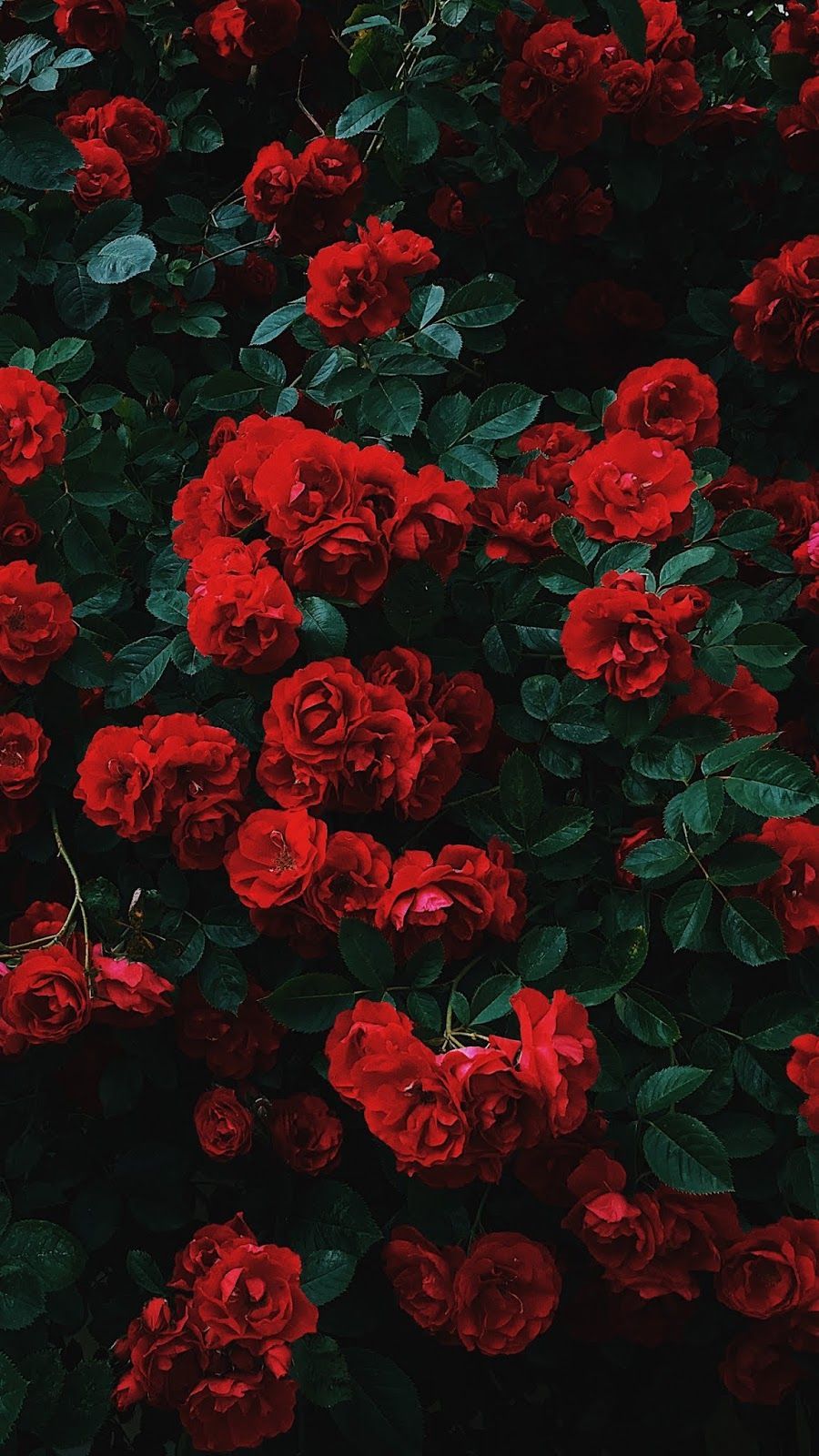 Fondo de pantalla de Flor Roja 900x1600
