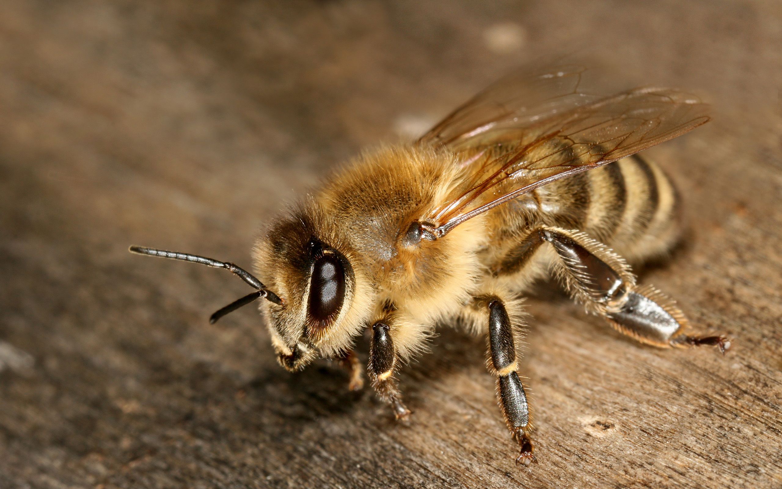 Fondo de pantalla de Abeja 2560x1600