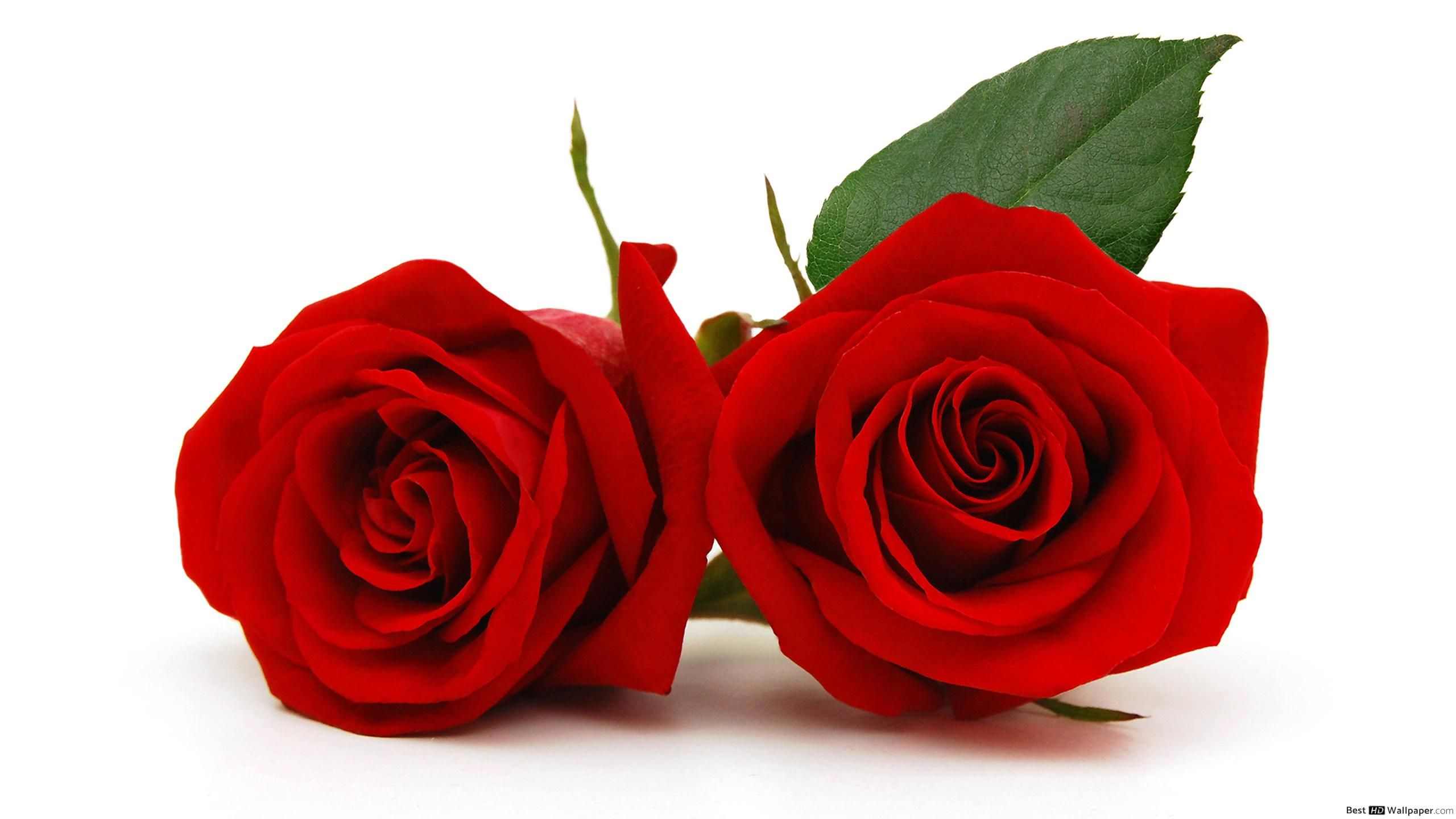 Fondo de pantalla de Flor Roja 2560x1440