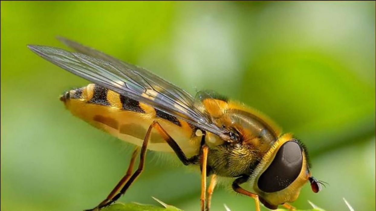 Fondo de pantalla de Abeja 1244x700