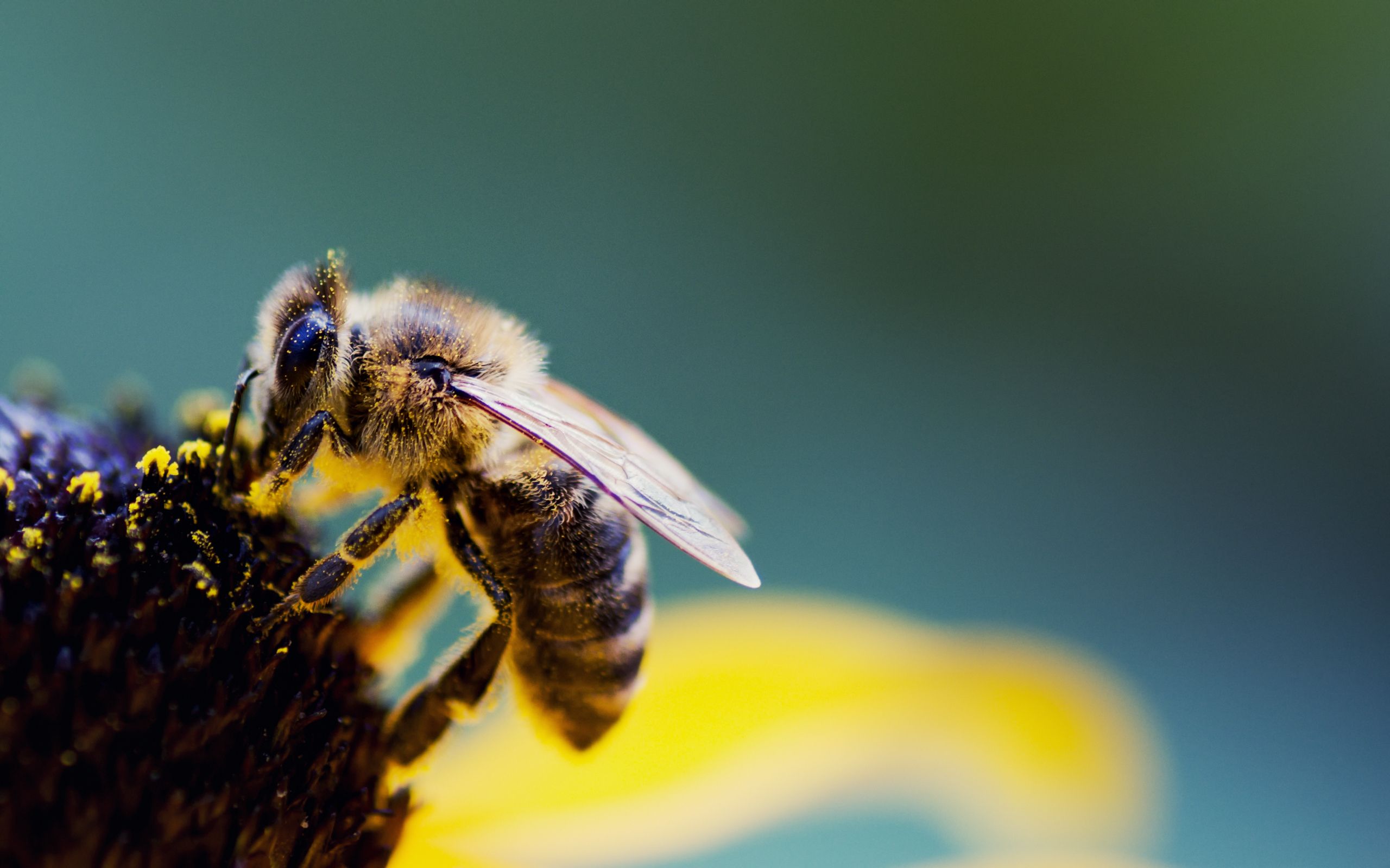 Fondo de pantalla de Abeja 2560x1600