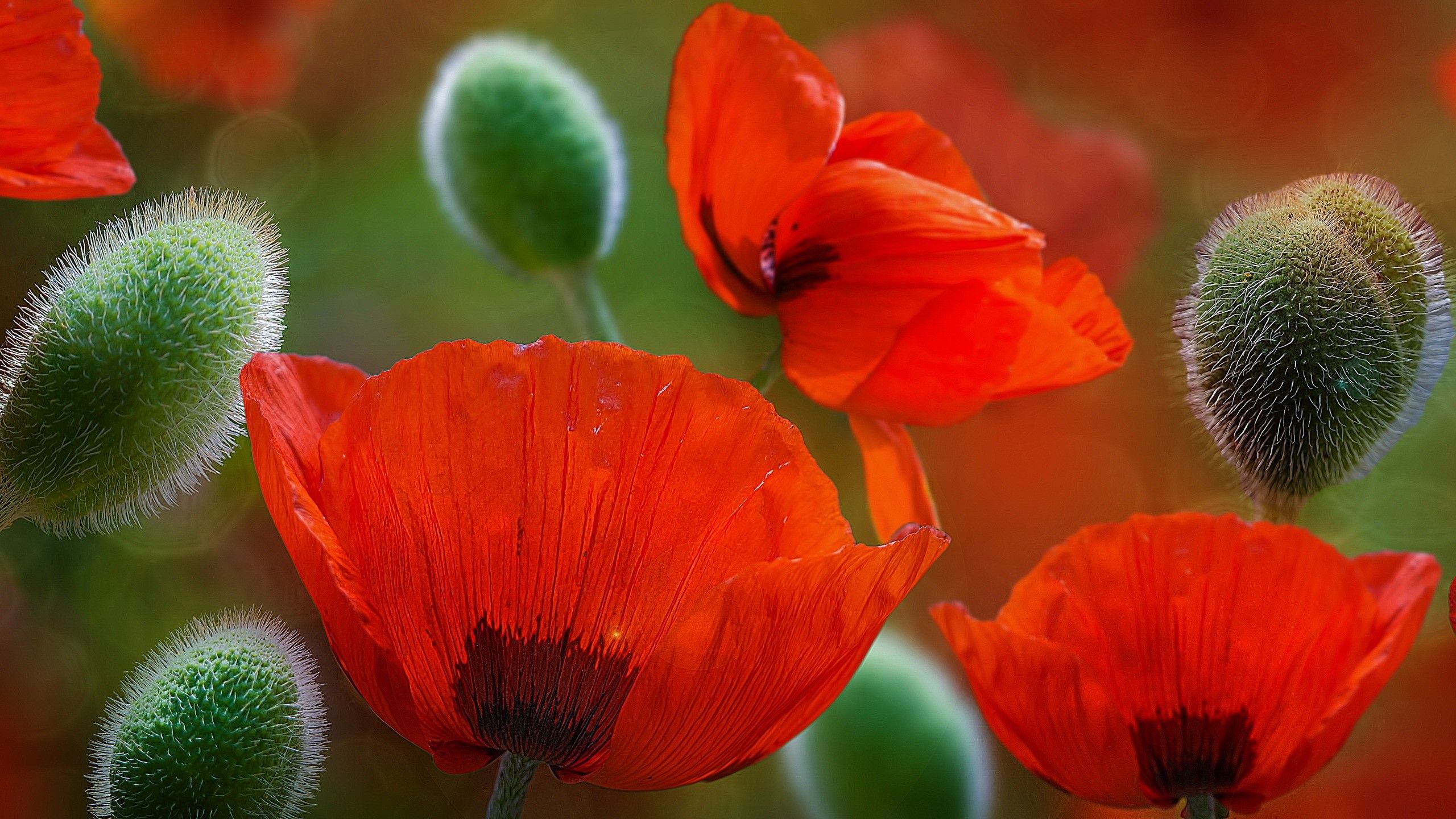 Fondo de pantalla de Flor Roja 2560x1440