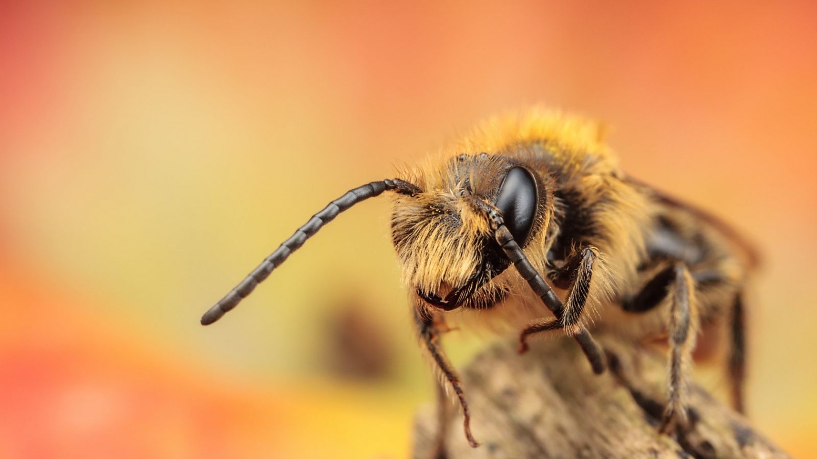 Fondo de pantalla de Abeja 1600x900