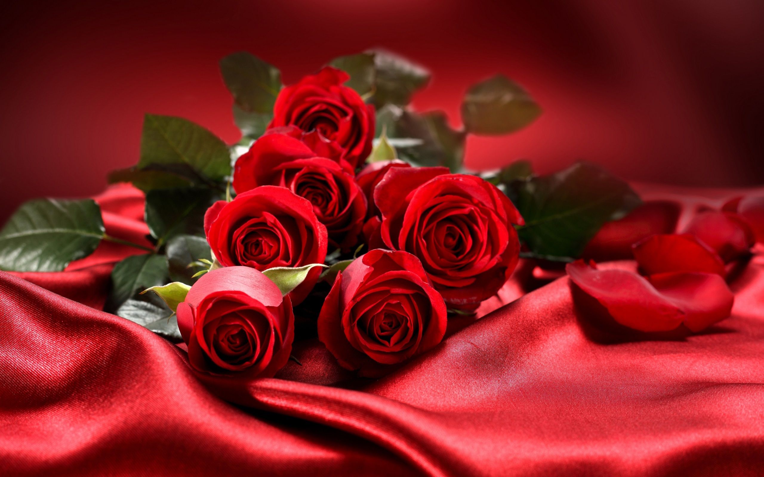 Fondo de pantalla de Flor Roja 2560x1600