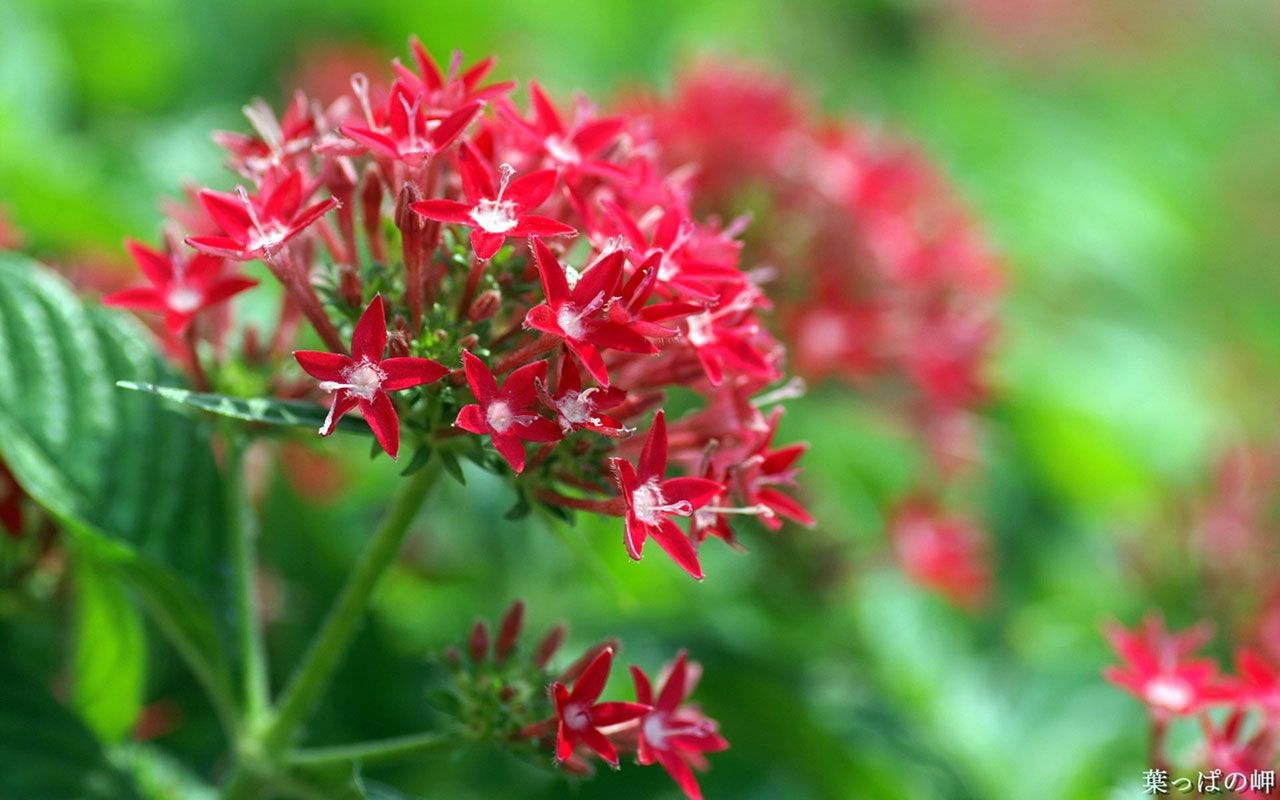 Fondo de pantalla de Flor Roja 1280x800