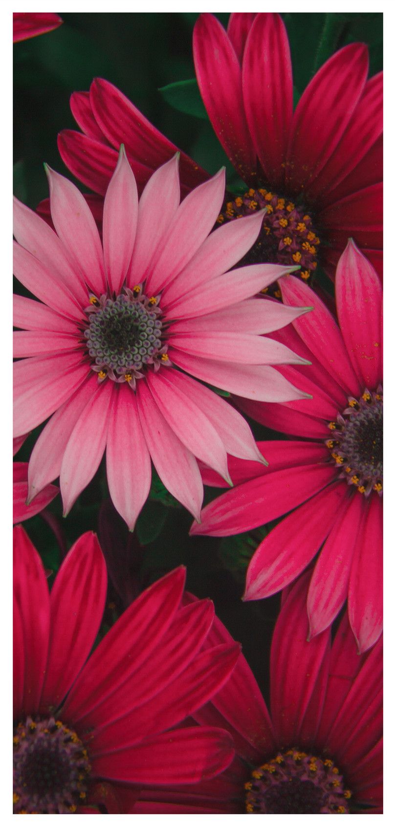 Fondo de pantalla de Flor Roja 808x1692