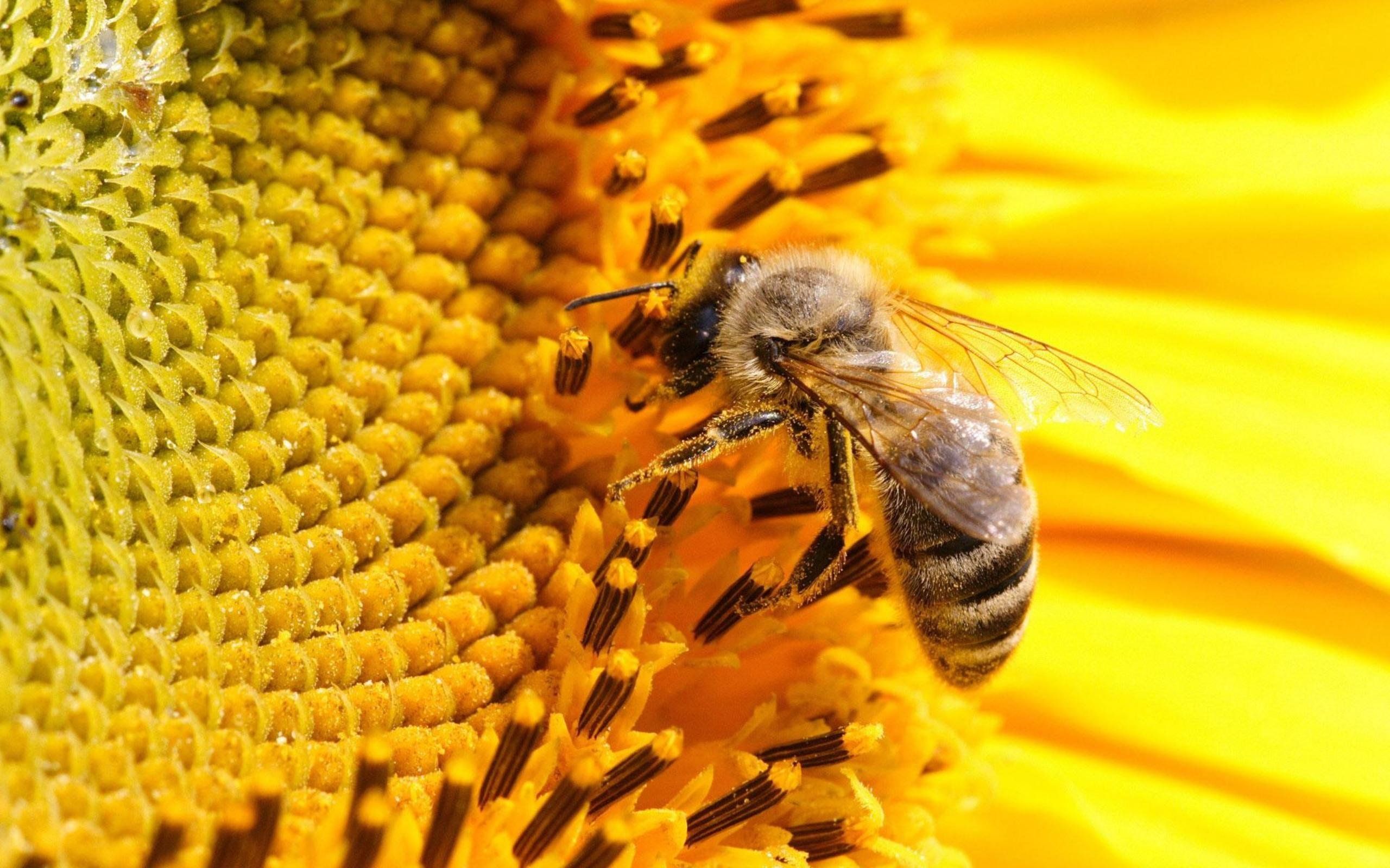 Fondo de pantalla de Abeja 2560x1600