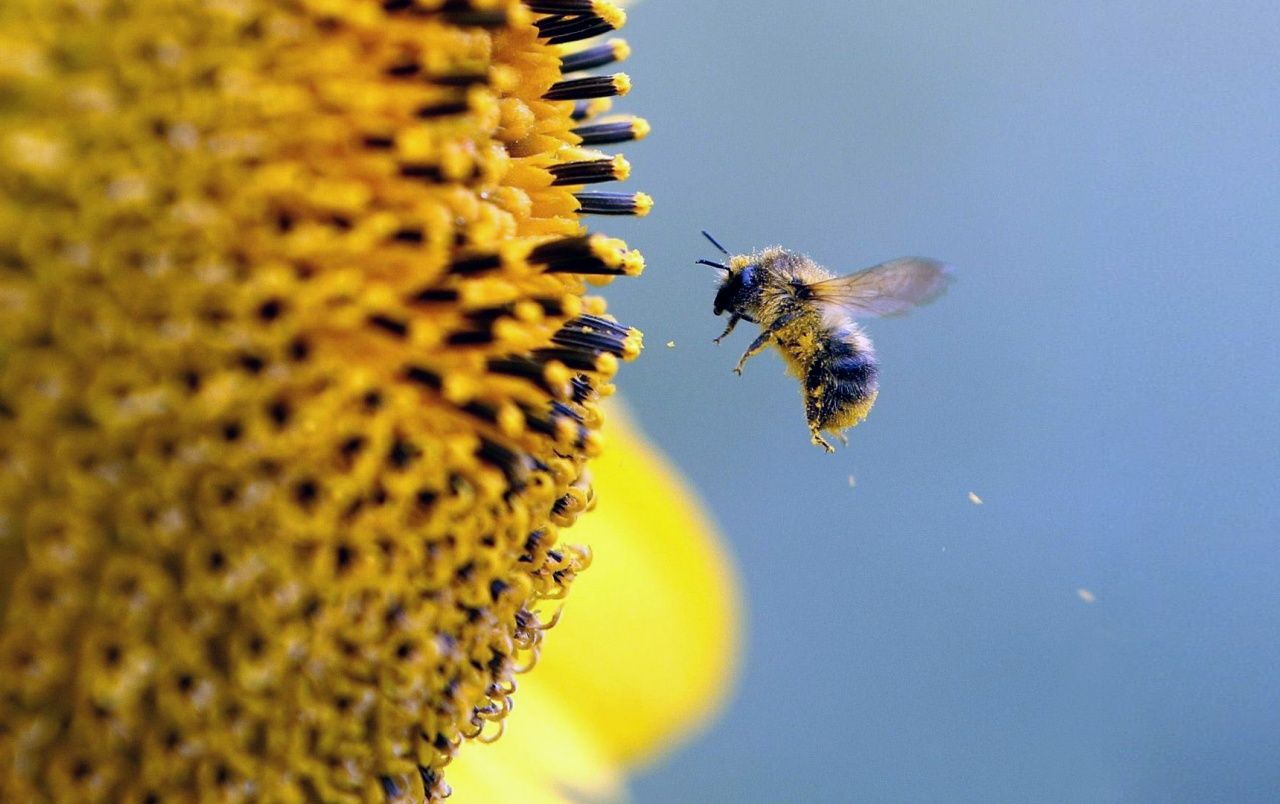 Fondo de pantalla de Abeja 1280x804