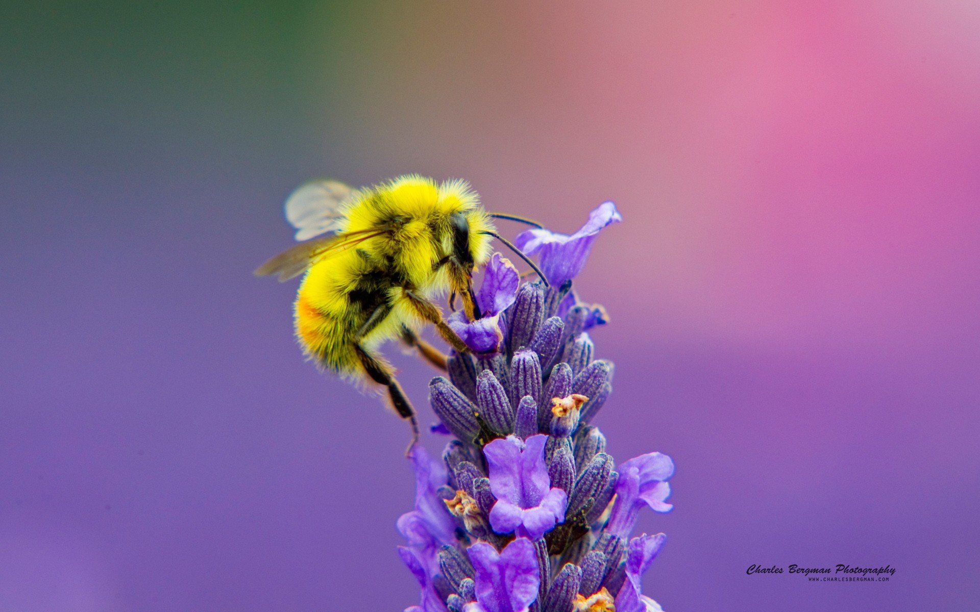 Fondo de pantalla de Abeja 1920x1200