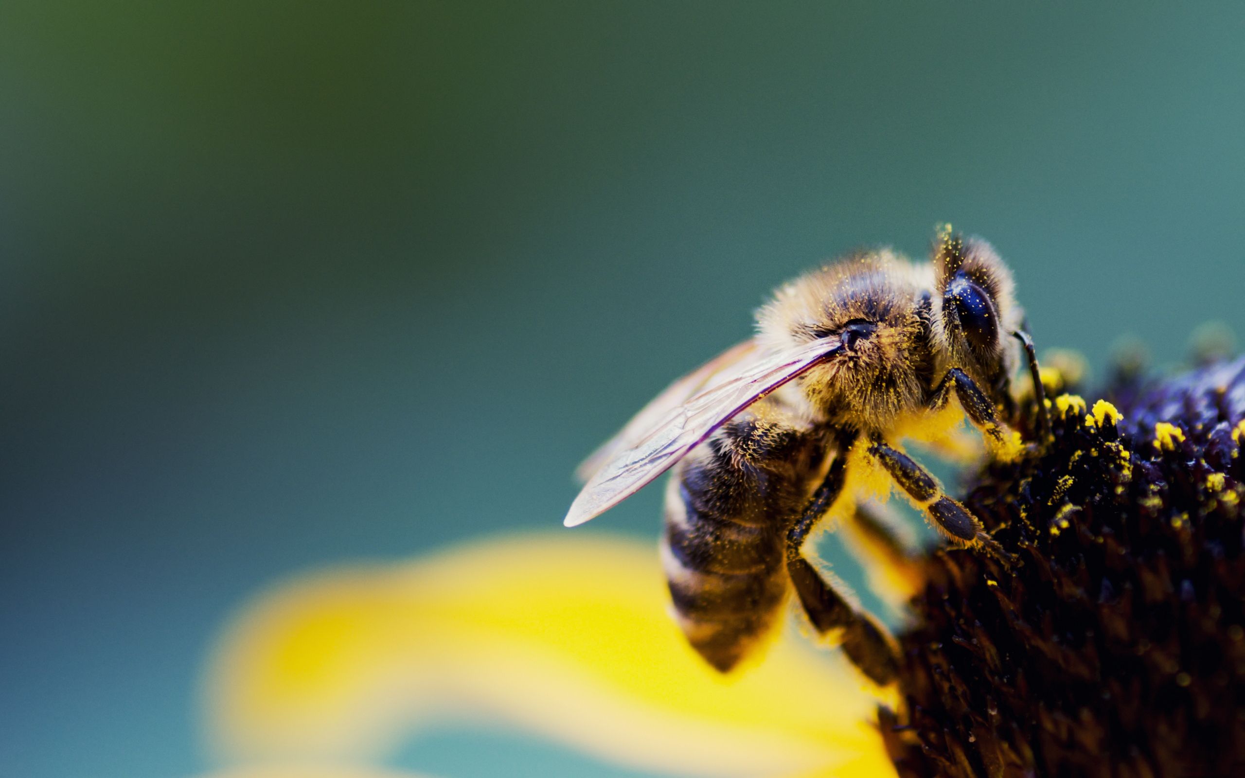 Fondo de pantalla de Abeja 2560x1600