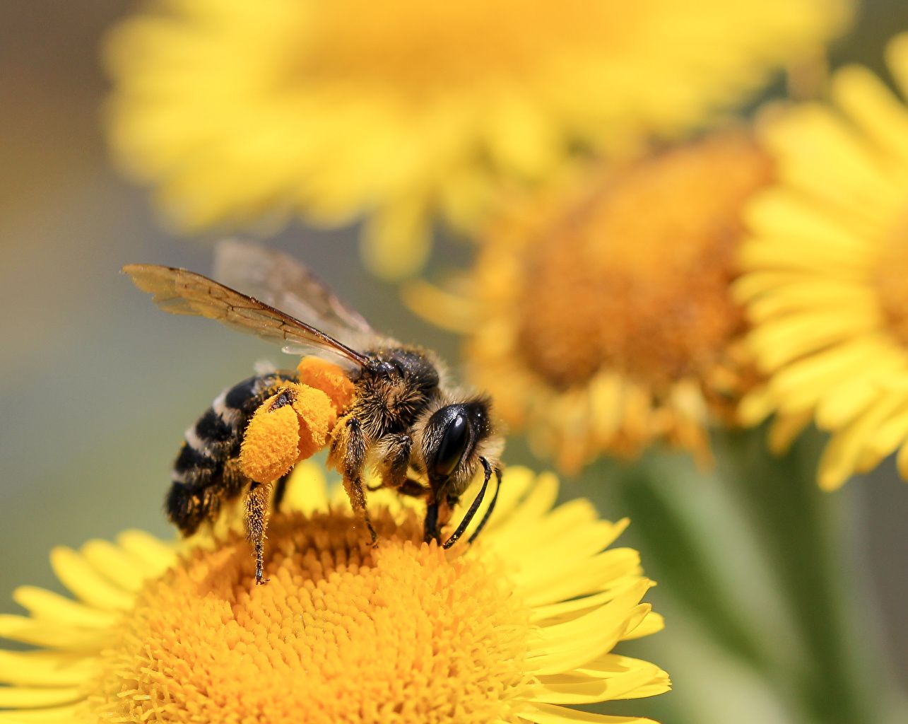 Fondo de pantalla de Abeja 1285x1024