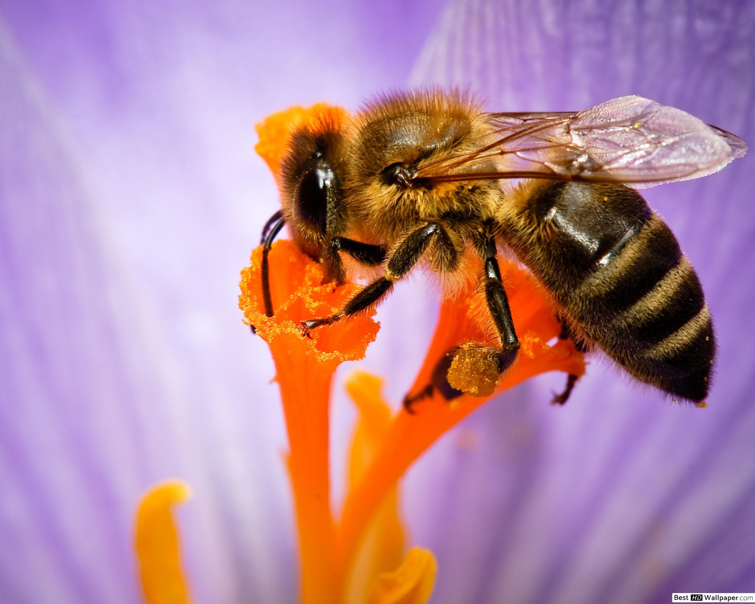 Fondo de pantalla de Abeja 2560x2048